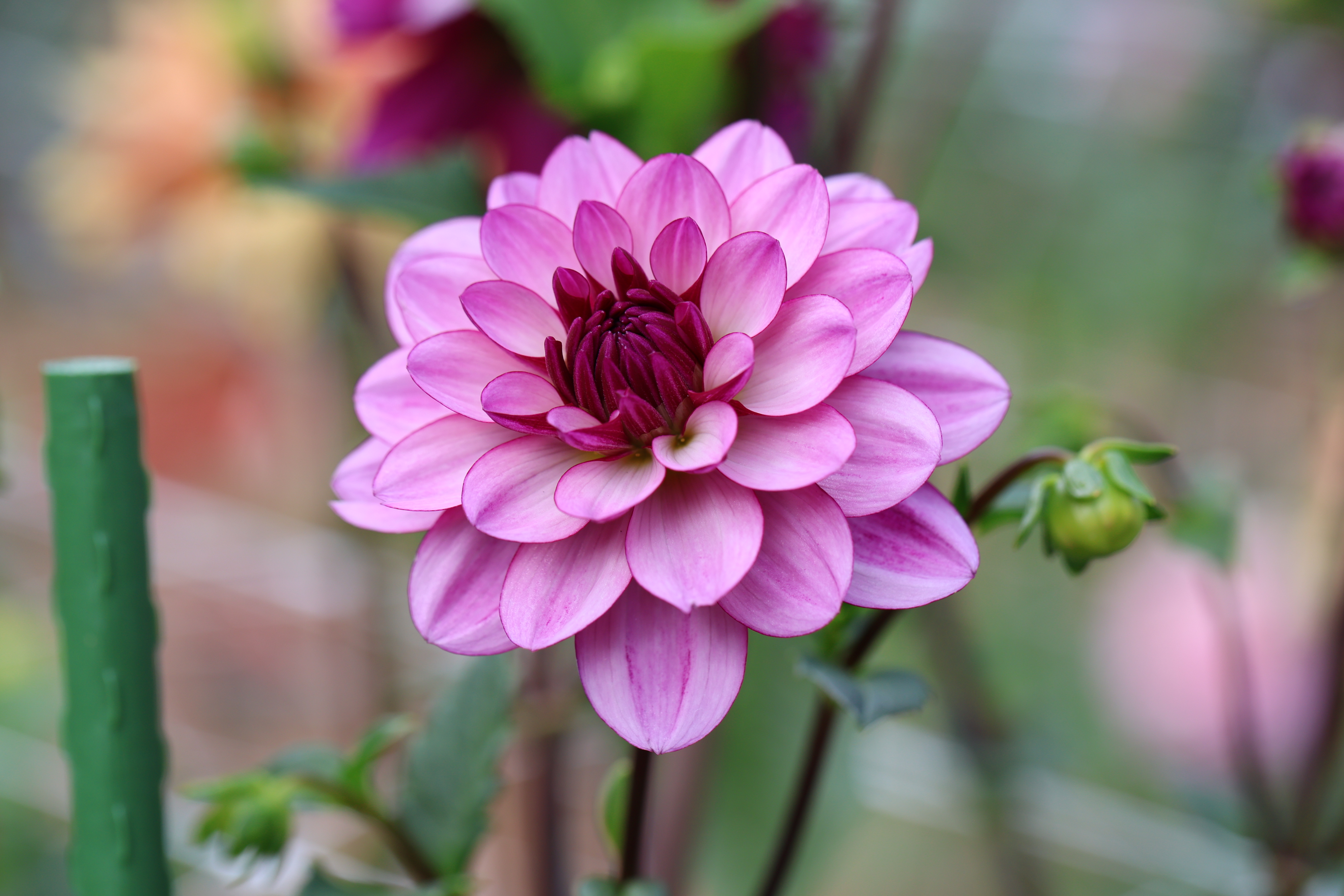Lauren Michele dahlia