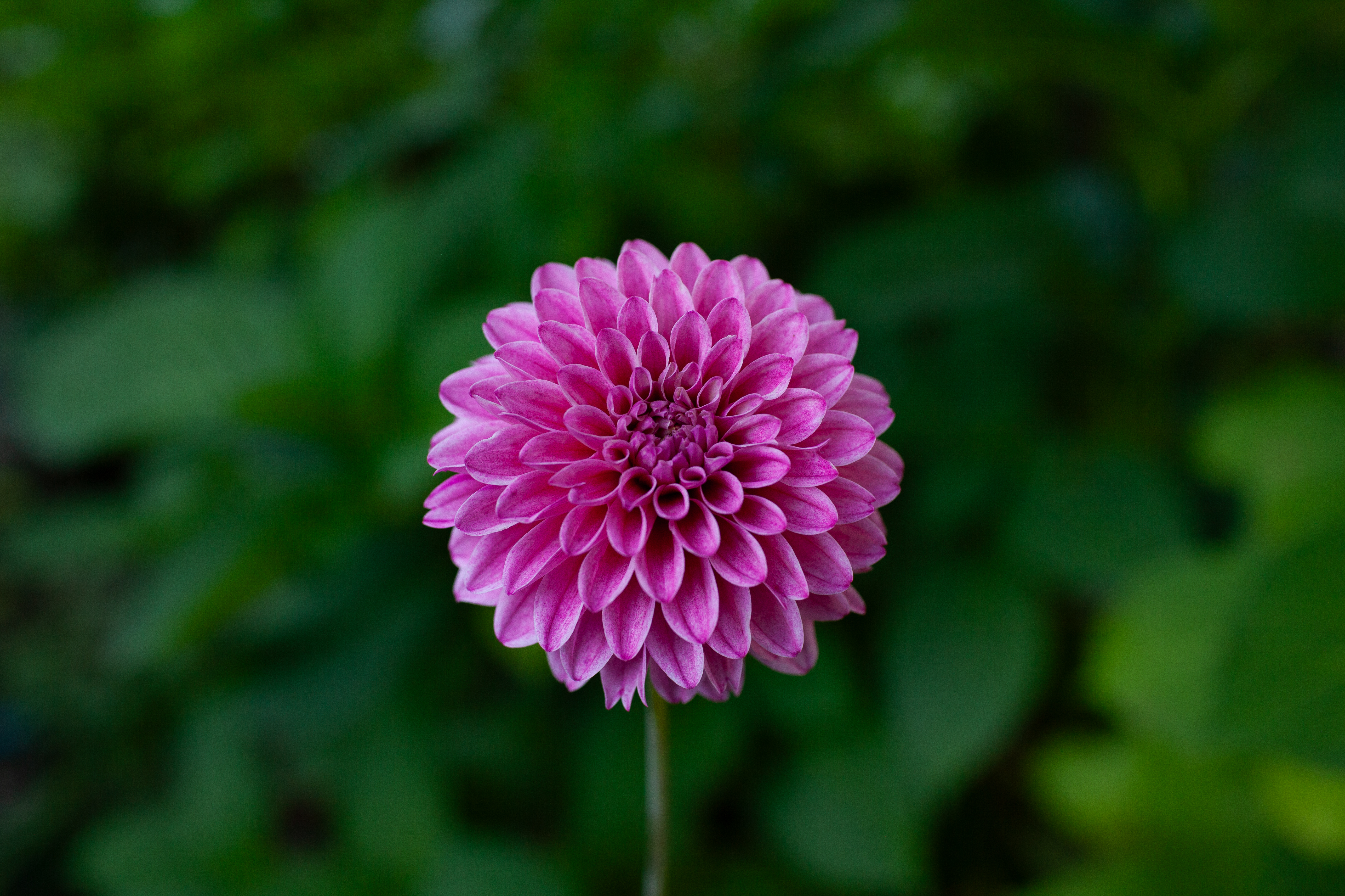 Lavadandy dahlia