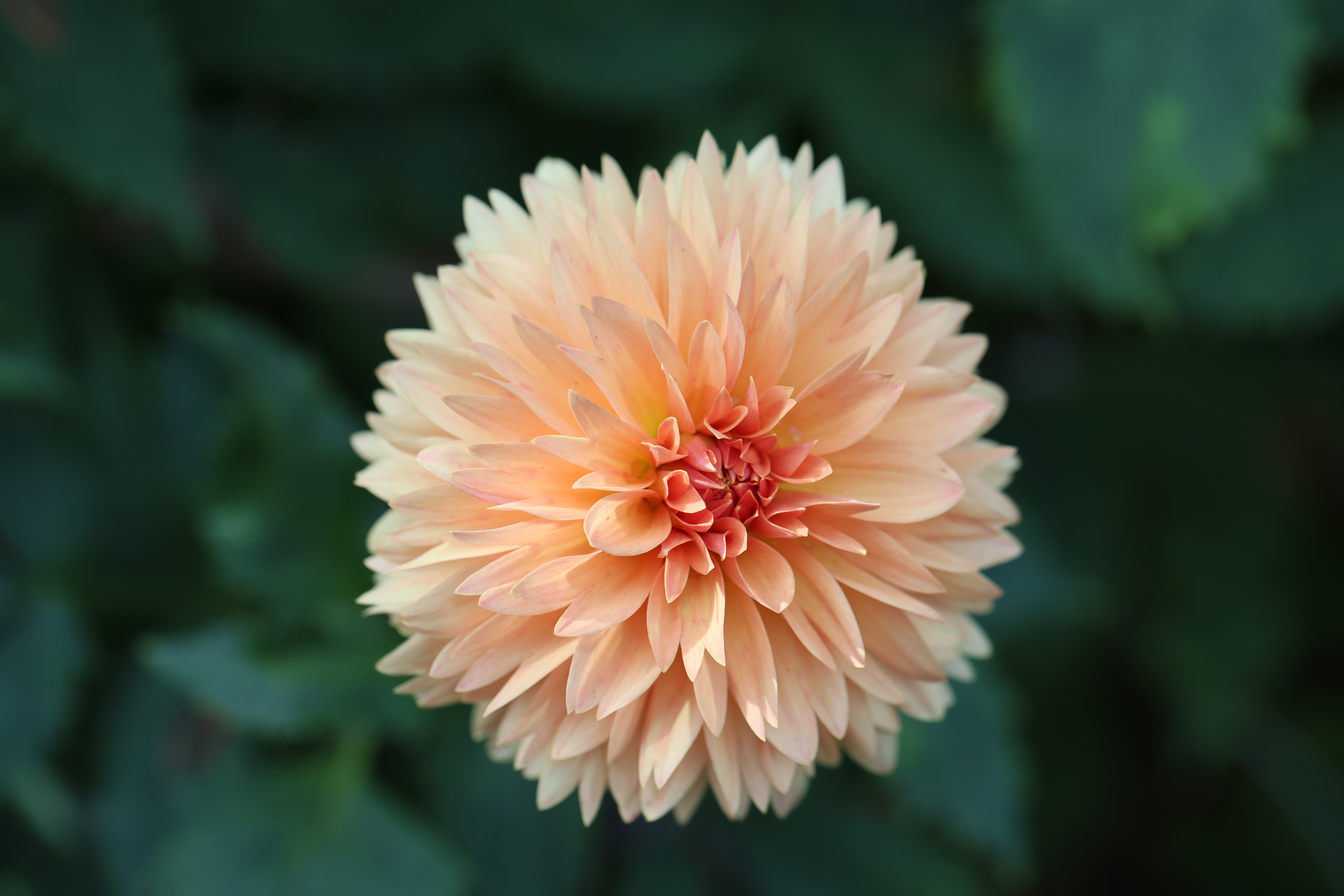 Lee's Apricot Fizz dahlia