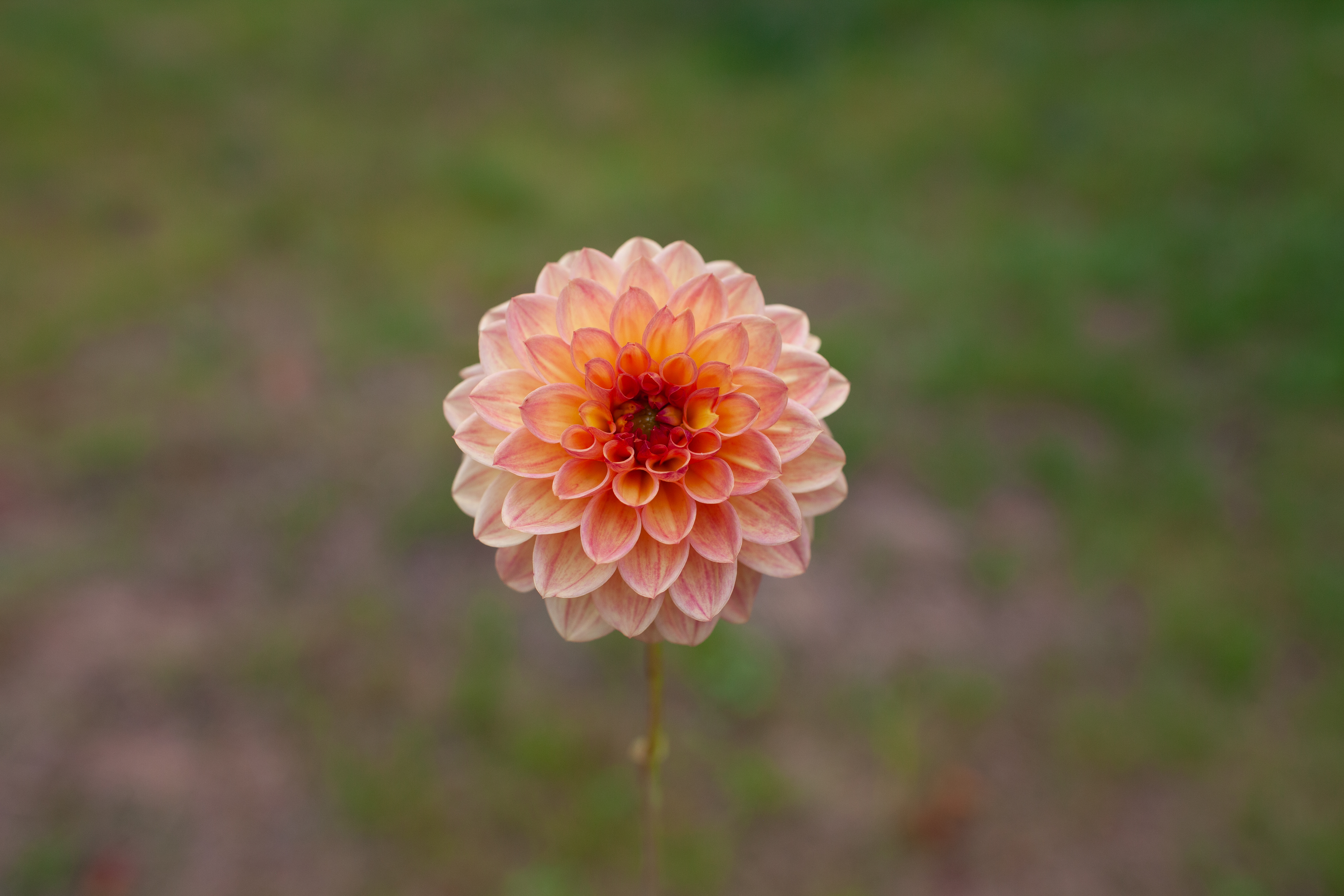 Lee's Amber Drop dahlia