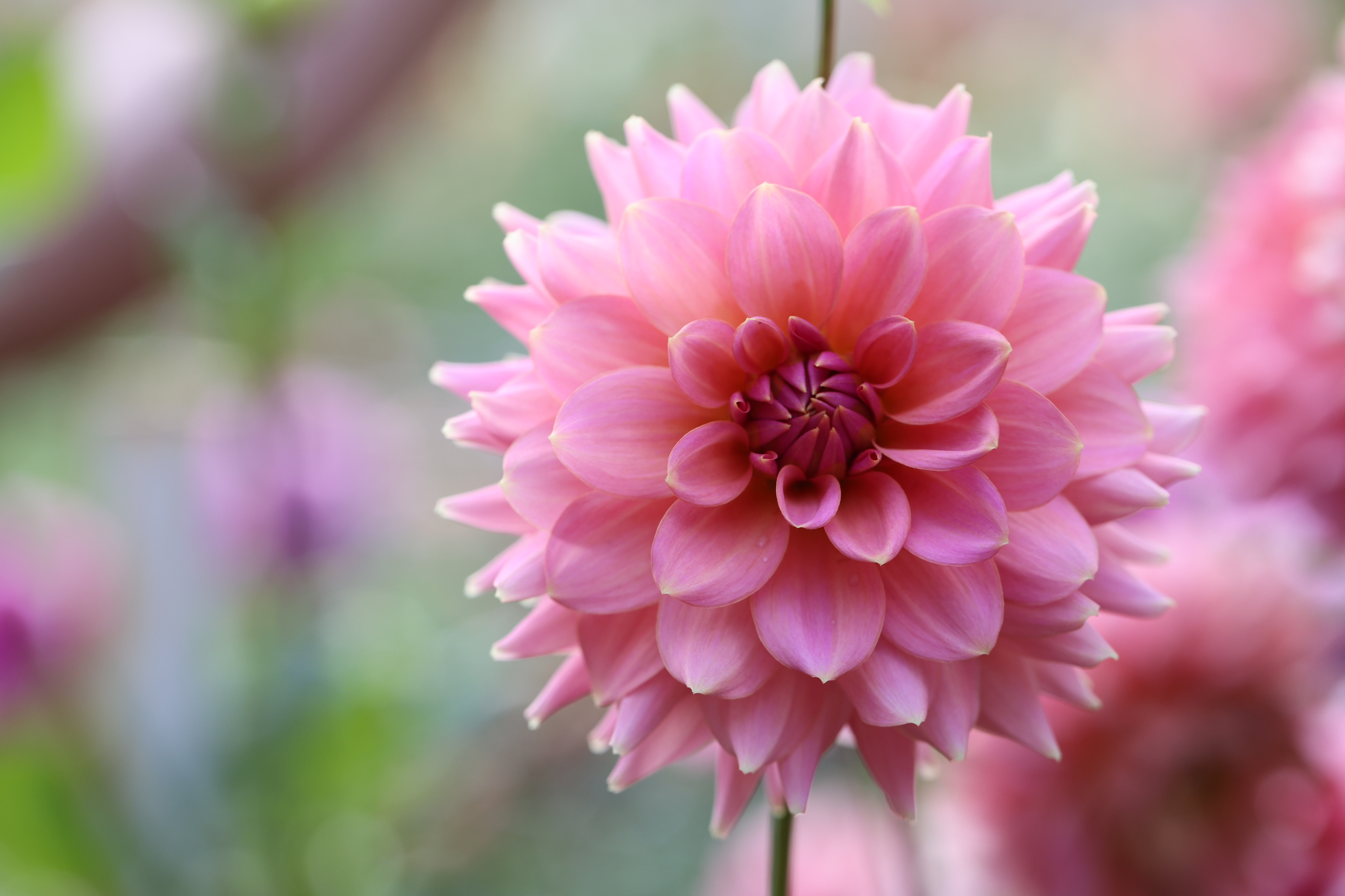 Lee's Betty Collette dahlia