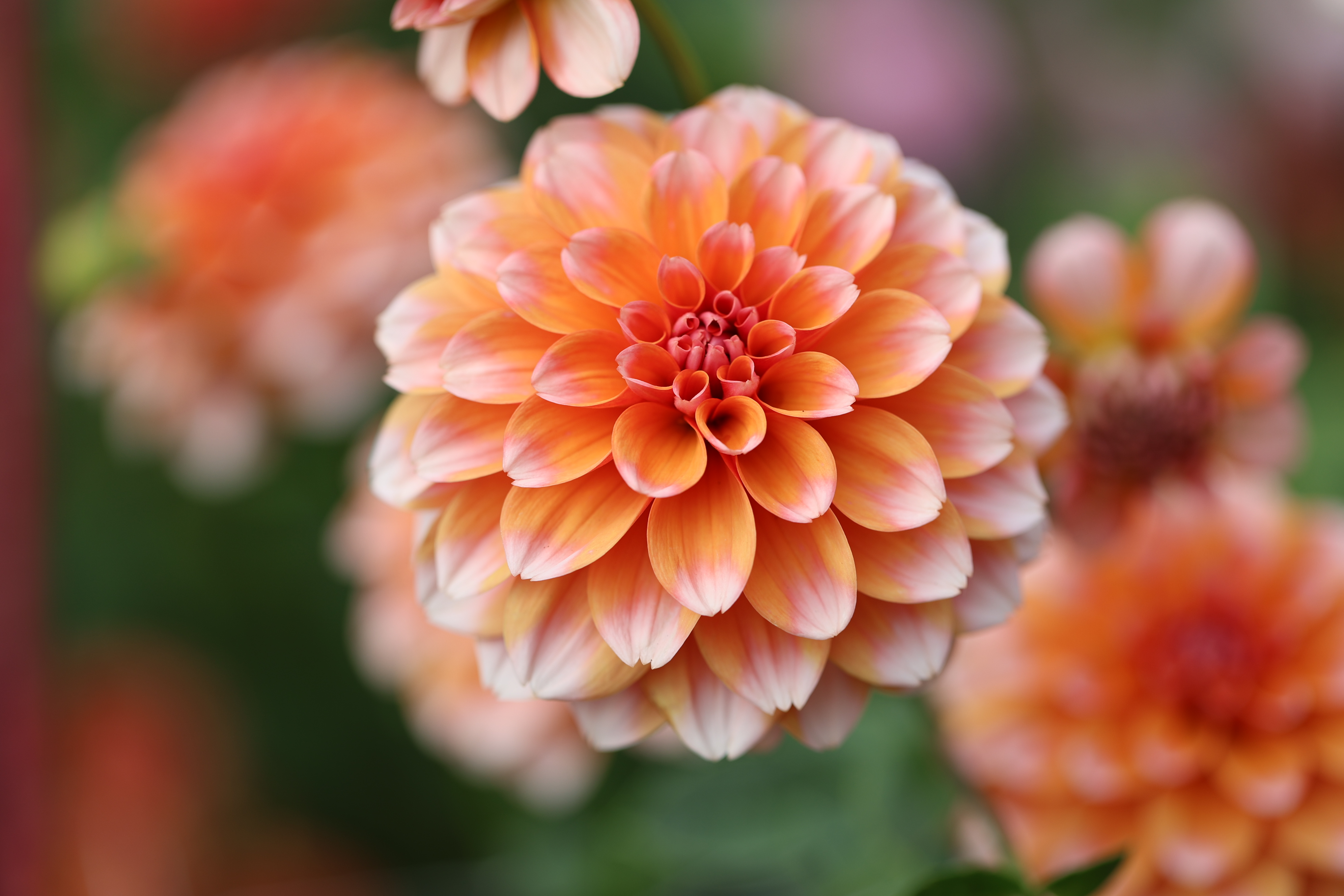 Lee's Cheddar Check dahlia