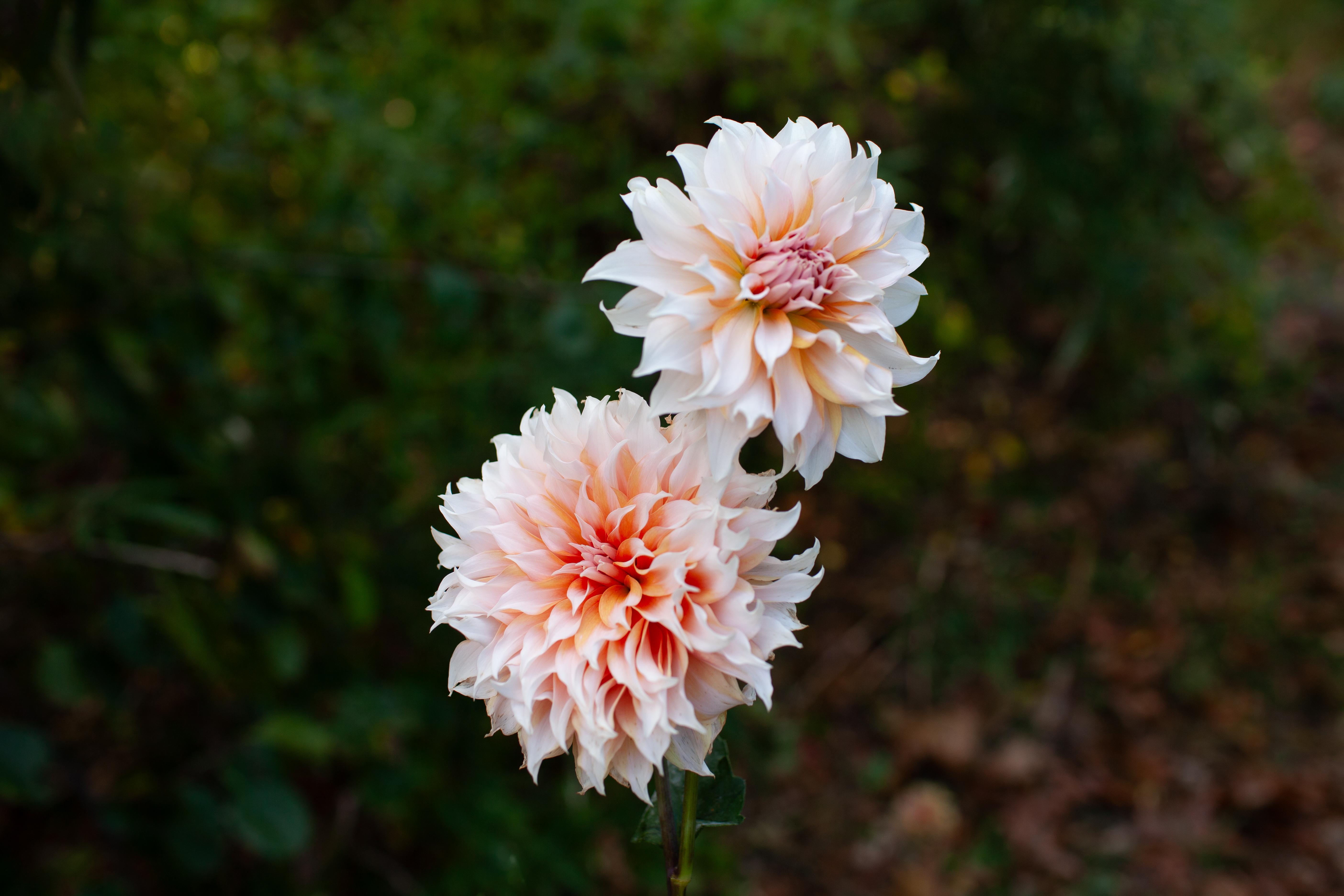 Lee's Arabesque dahlia