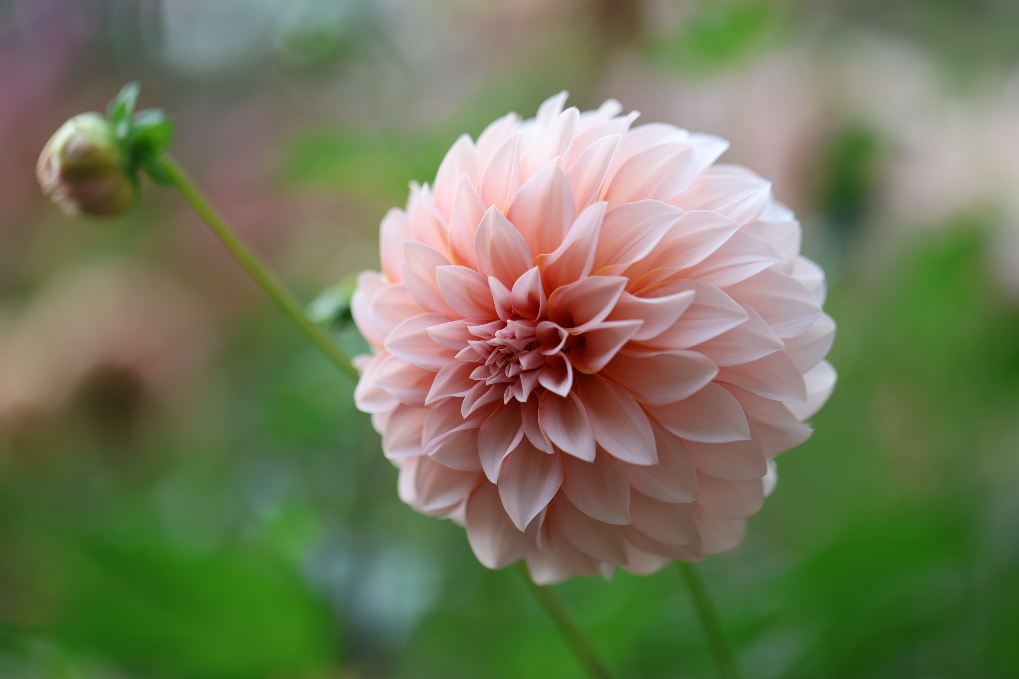 Lee's Chloe dahlia