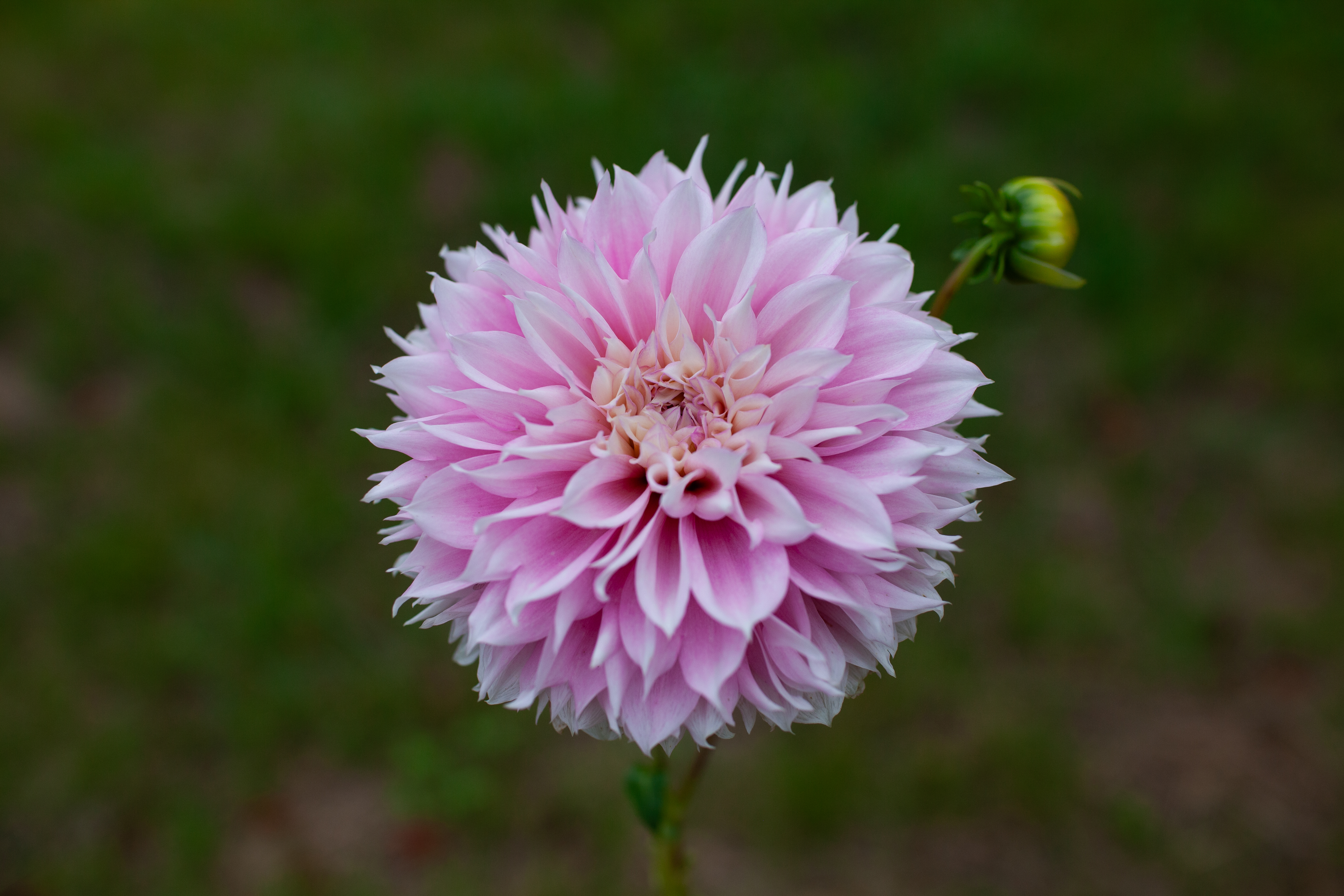 Lee's Coquette dahlia
