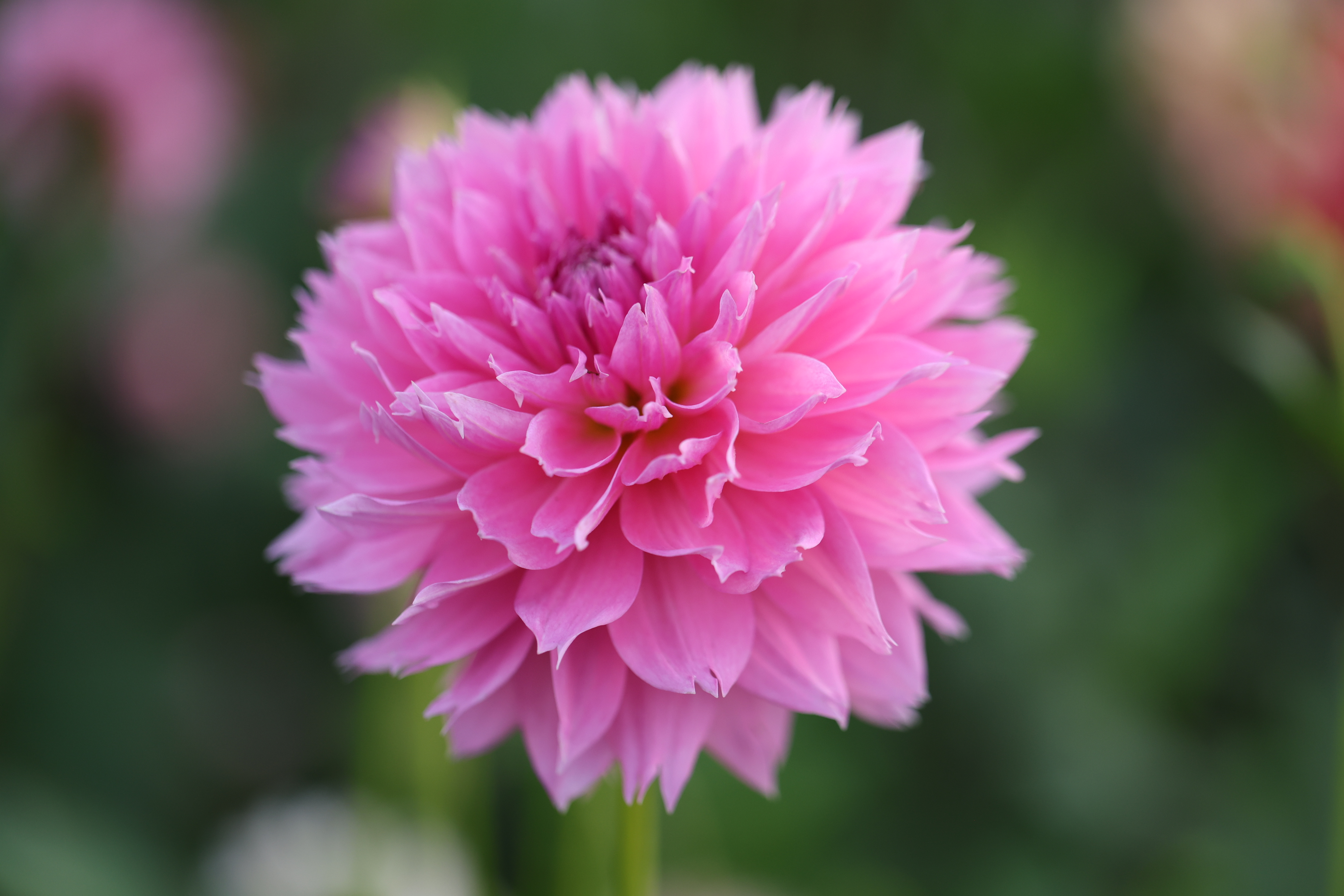 Lee's Dragonfruit Fizz dahlia