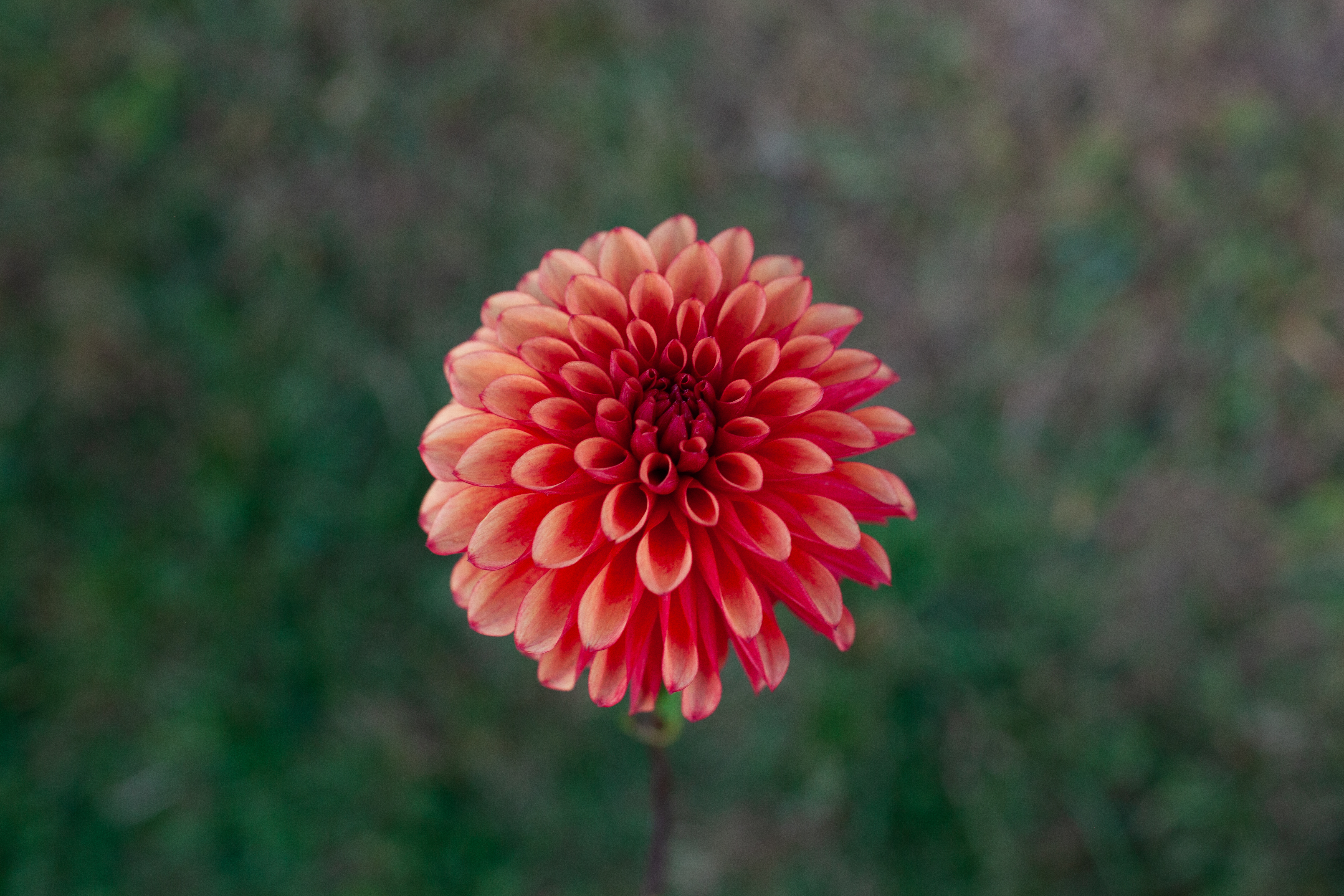 Lee's Ember dahlia