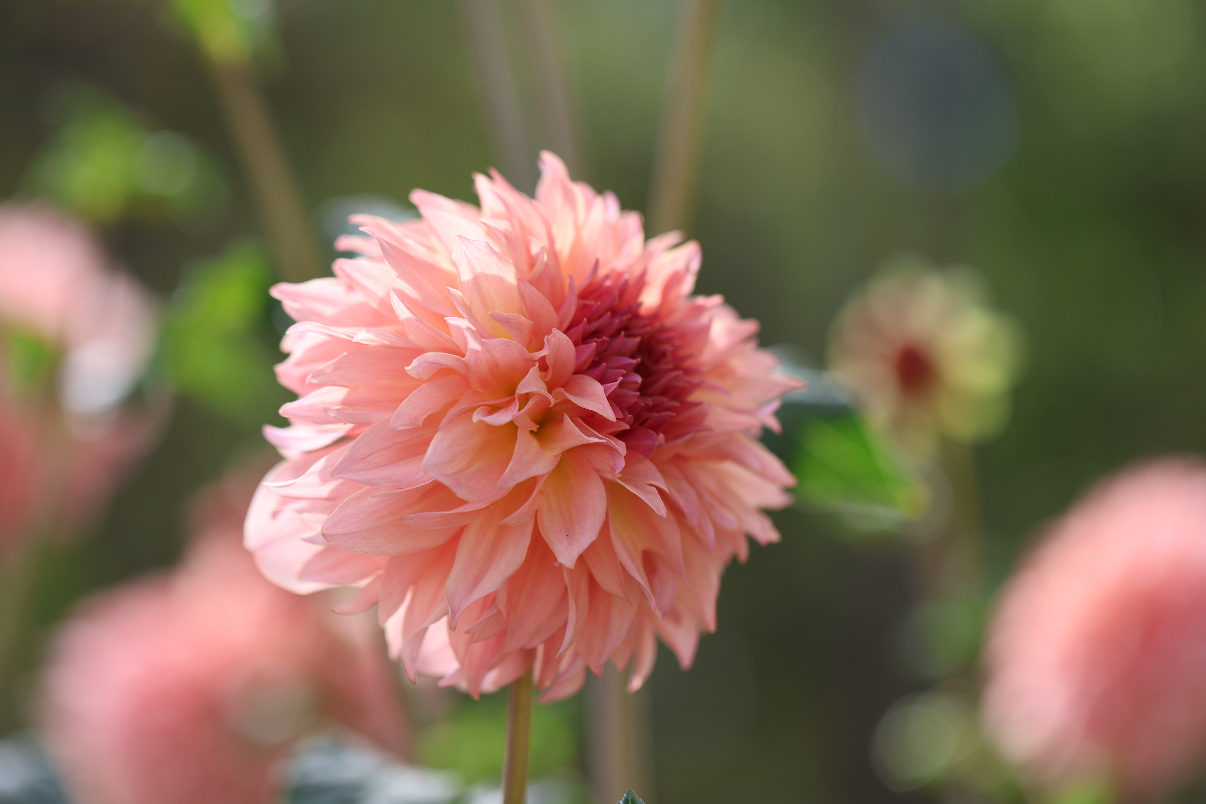 Lee's Fluffy Buffy dahlia