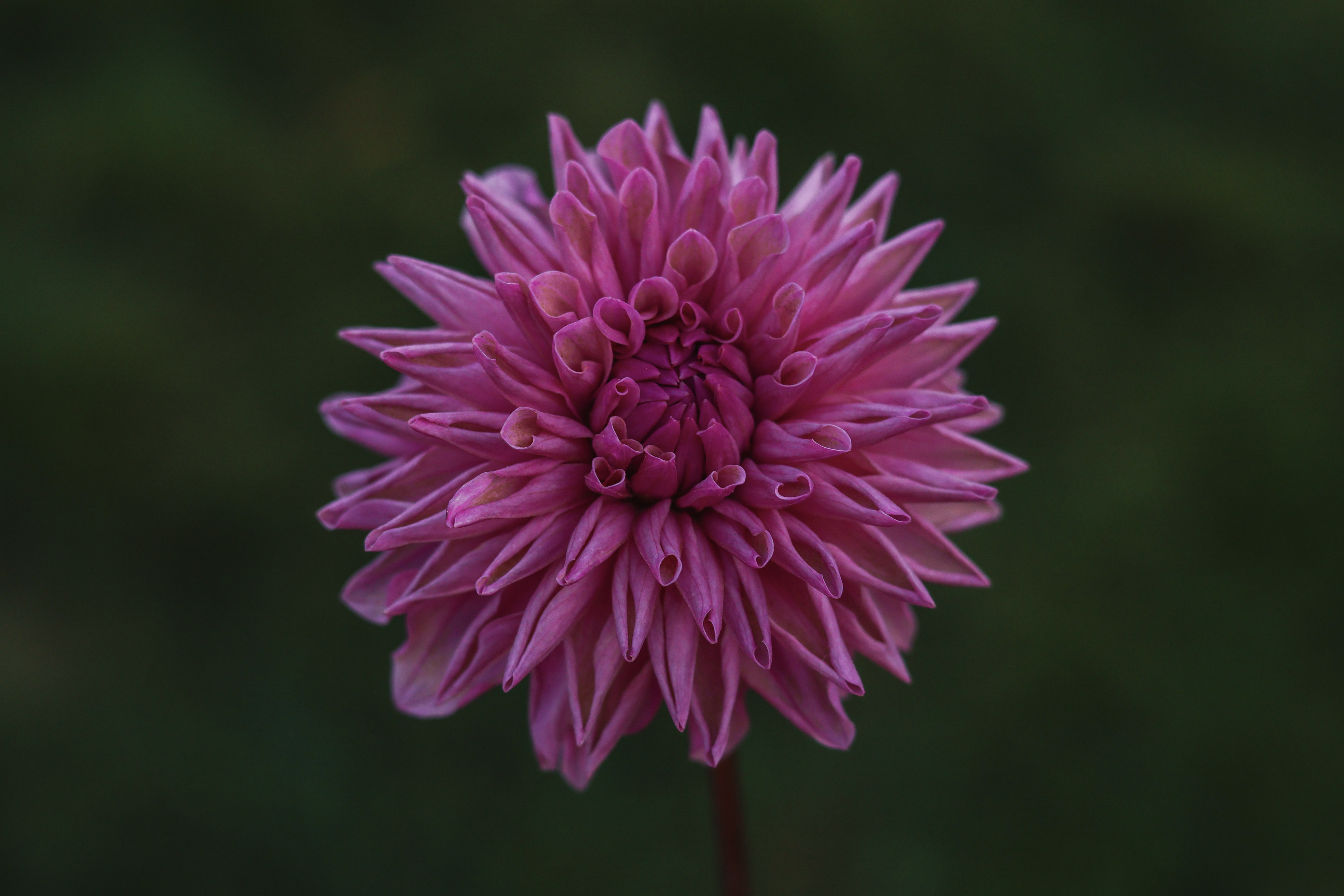 Lee's Flute Loop Lilac dahlia