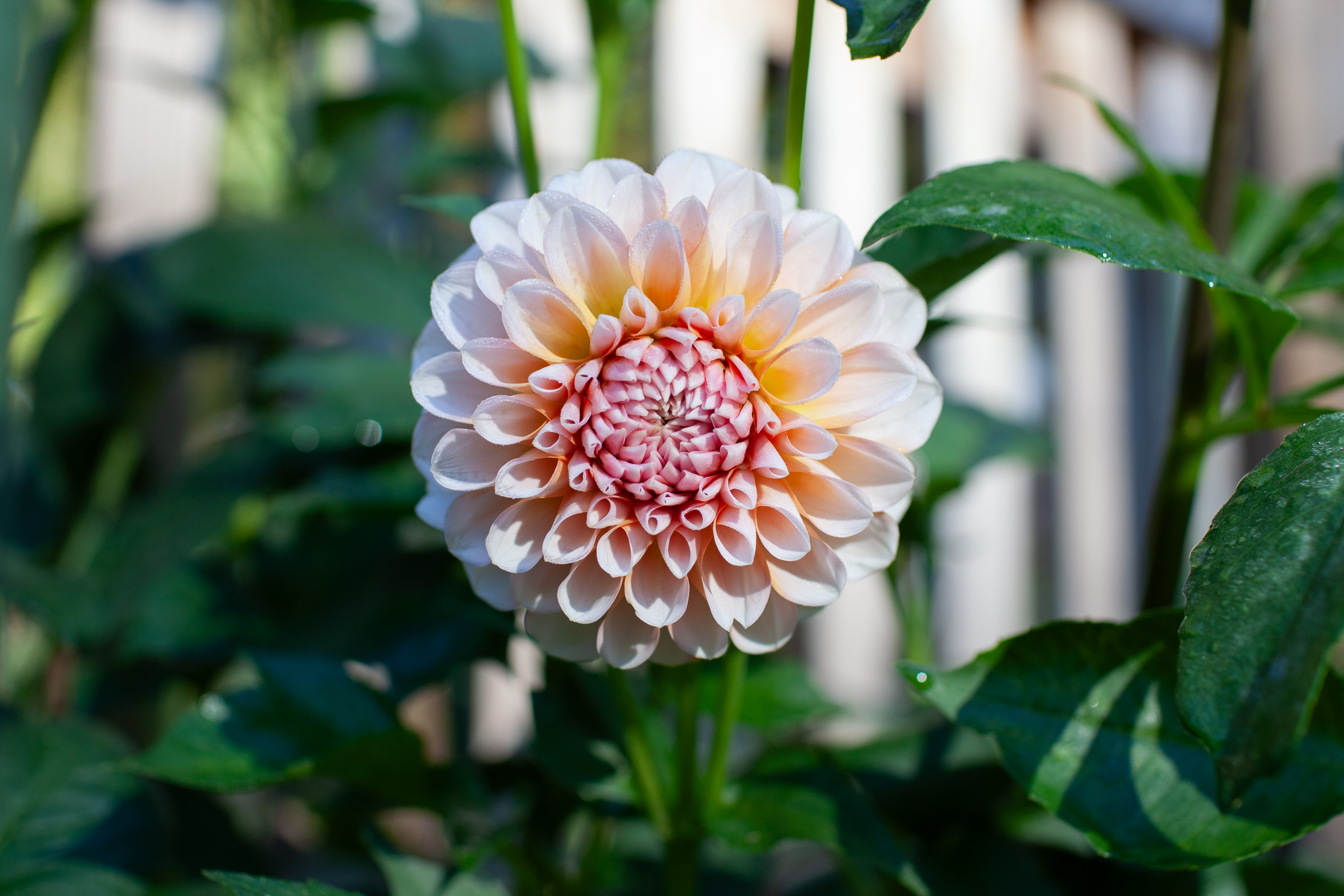 Lee's Kewpie dahlia