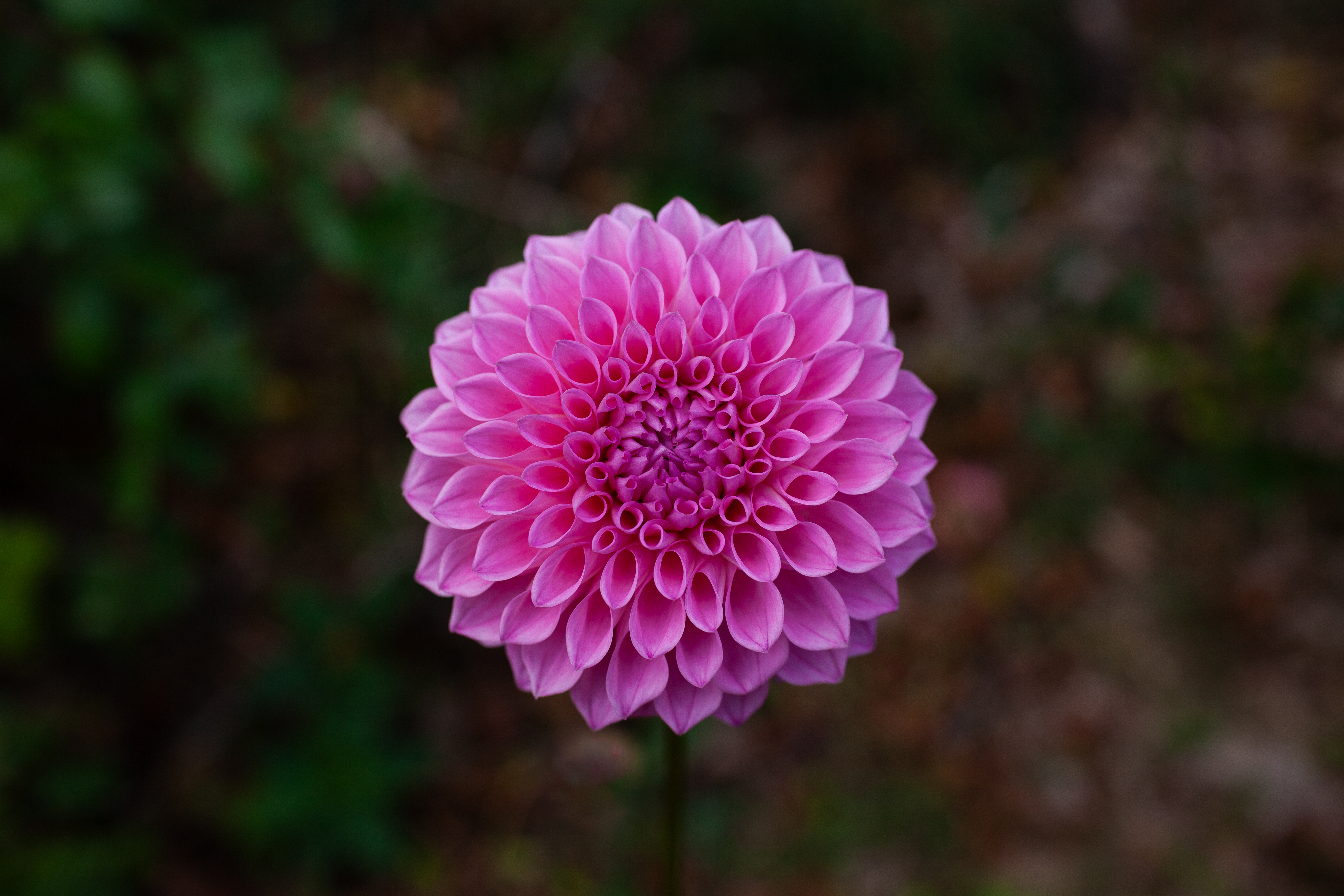 Lee's Hubba Bubba dahlia