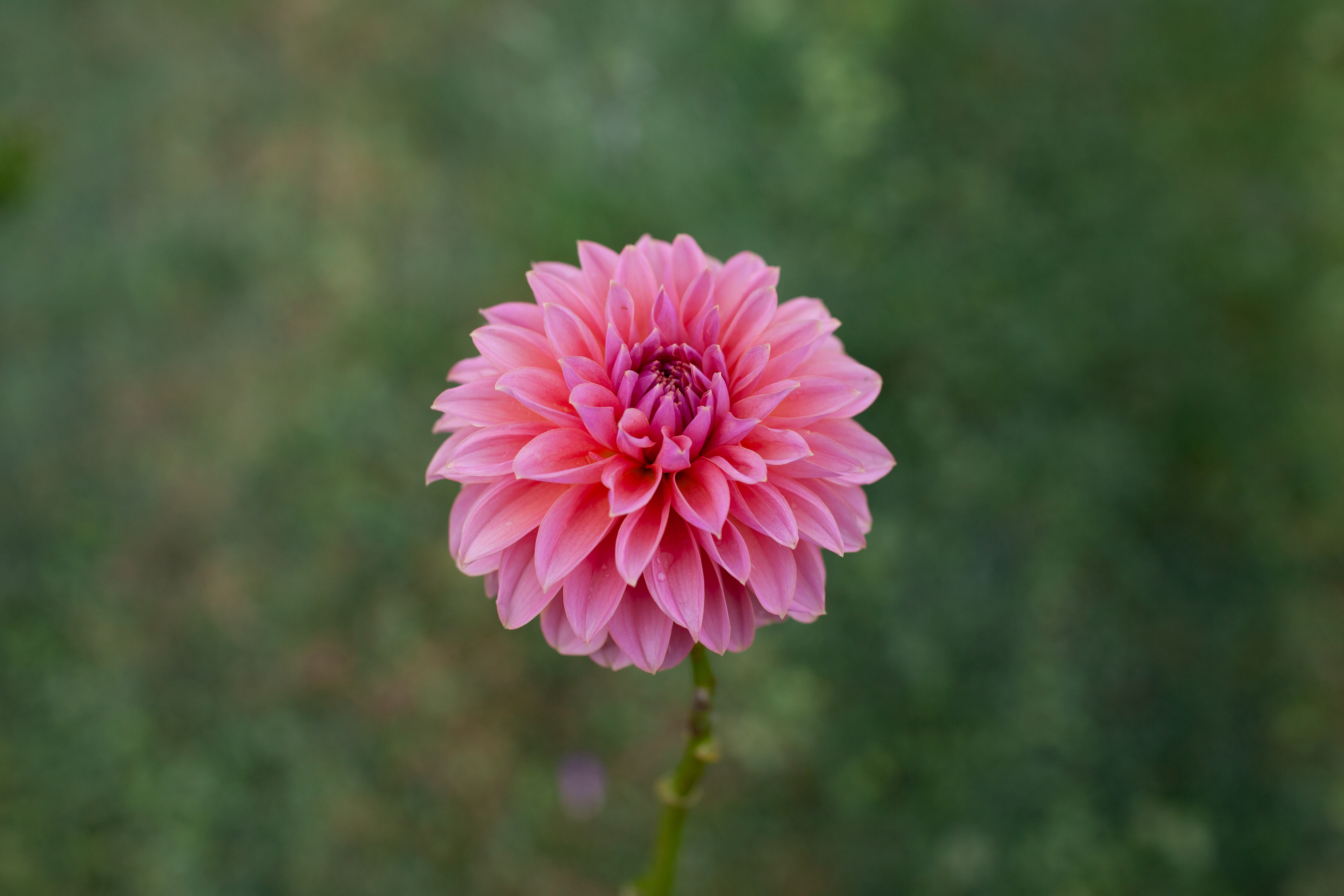 Lee's Mauva Guava dahlia