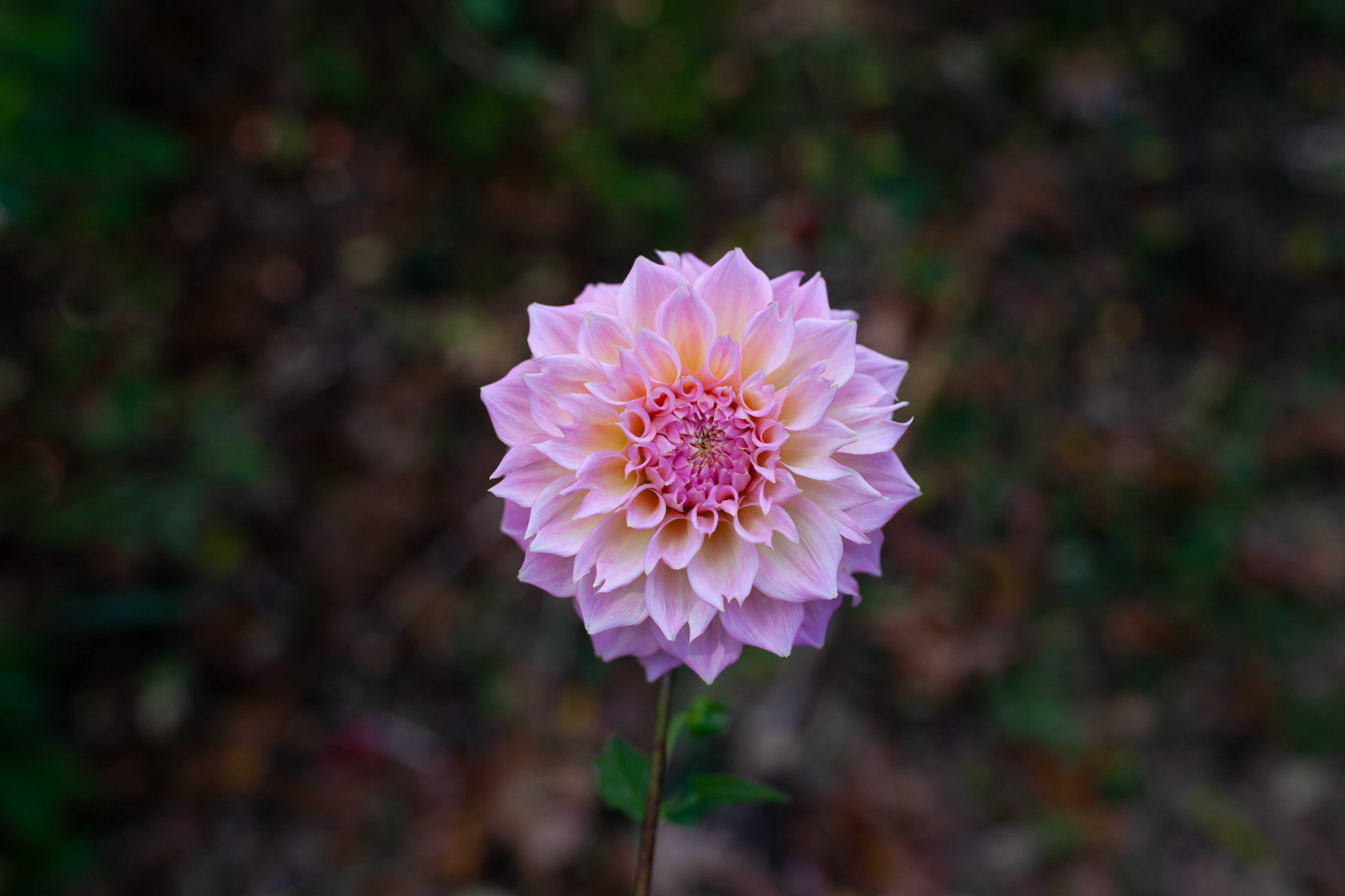 Lee's Pink Grapefruit dahlia