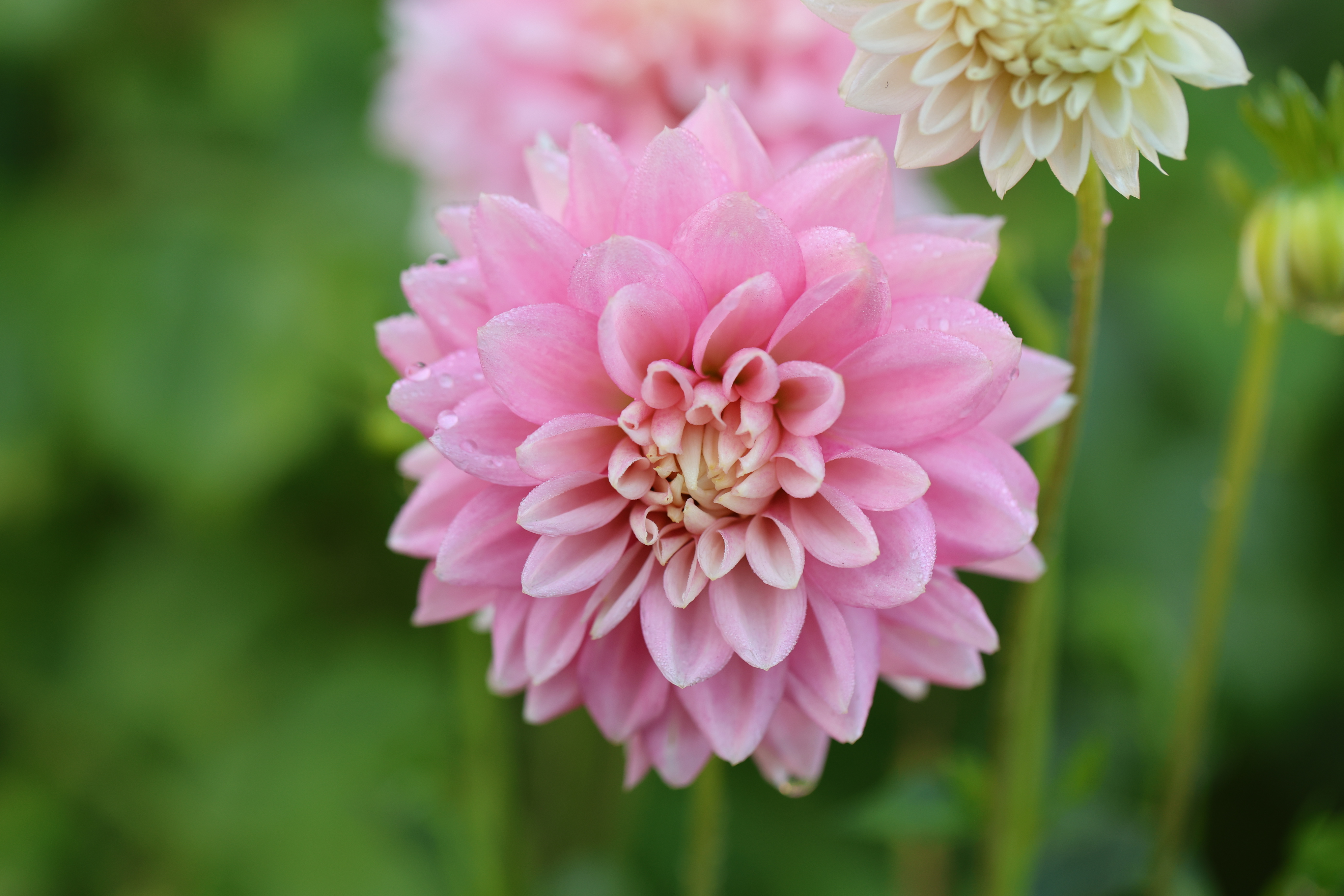 Lee's Rosalynn dahlia