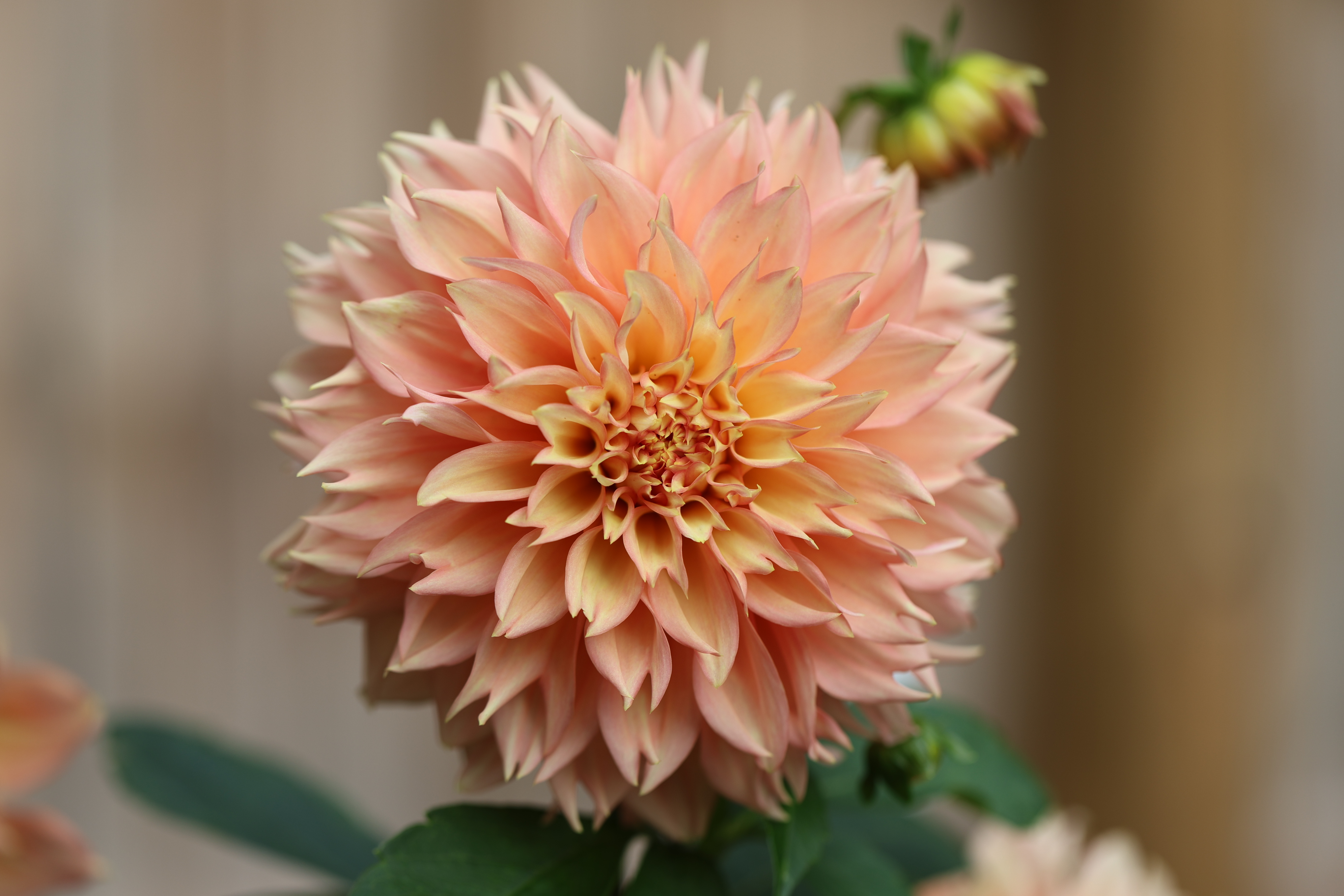 Lee's Savannah Spring dahlia