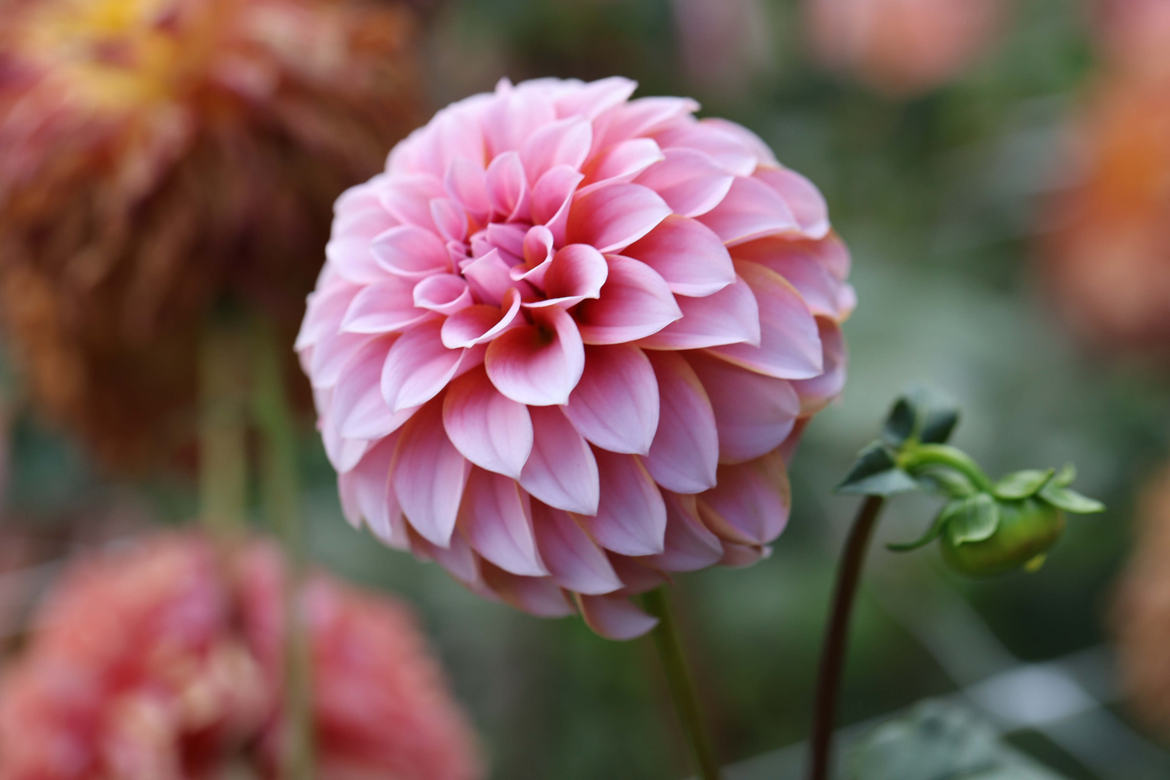 Lee's Serendipity dahlia