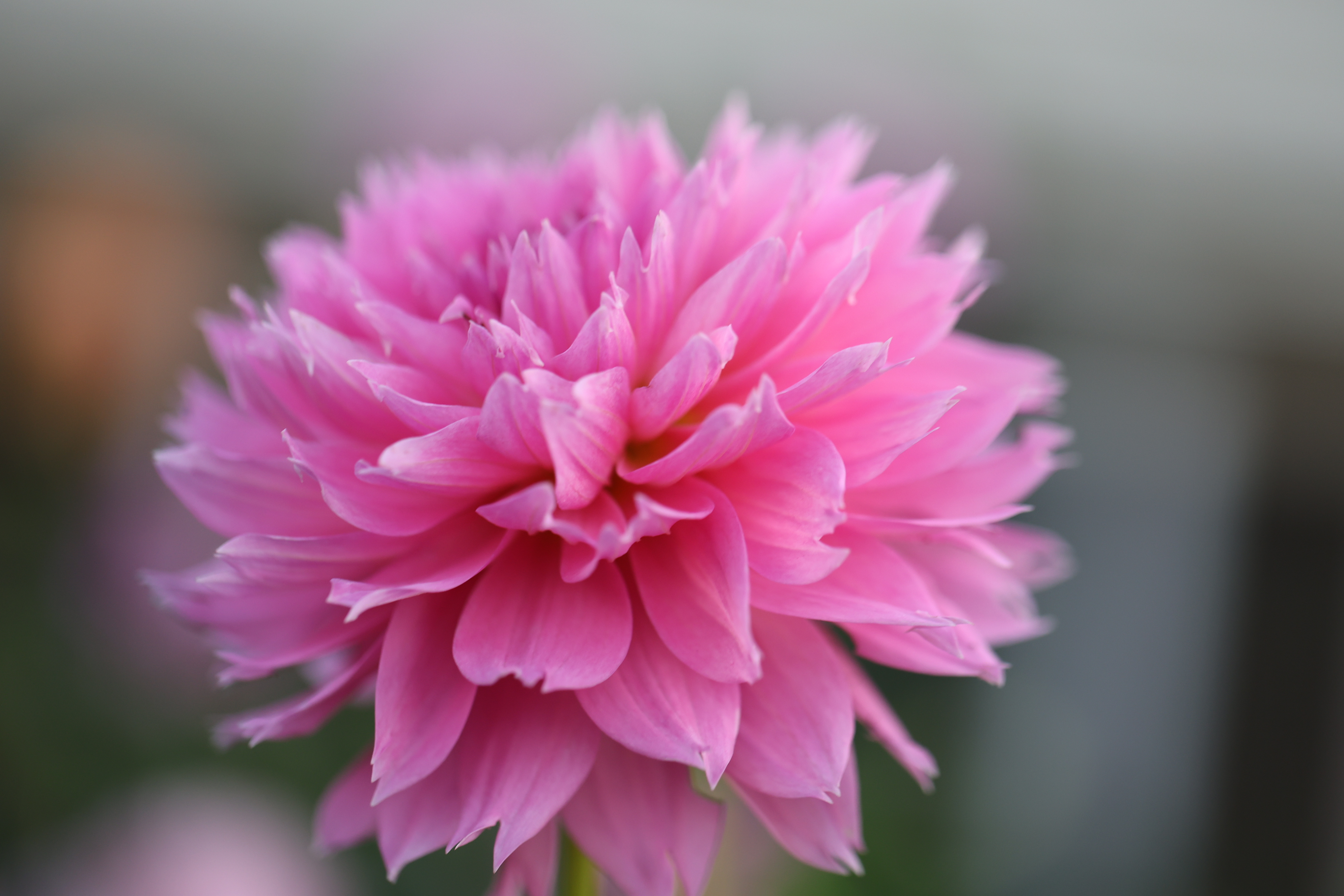 Lee's Strawberry Fizz dahlia
