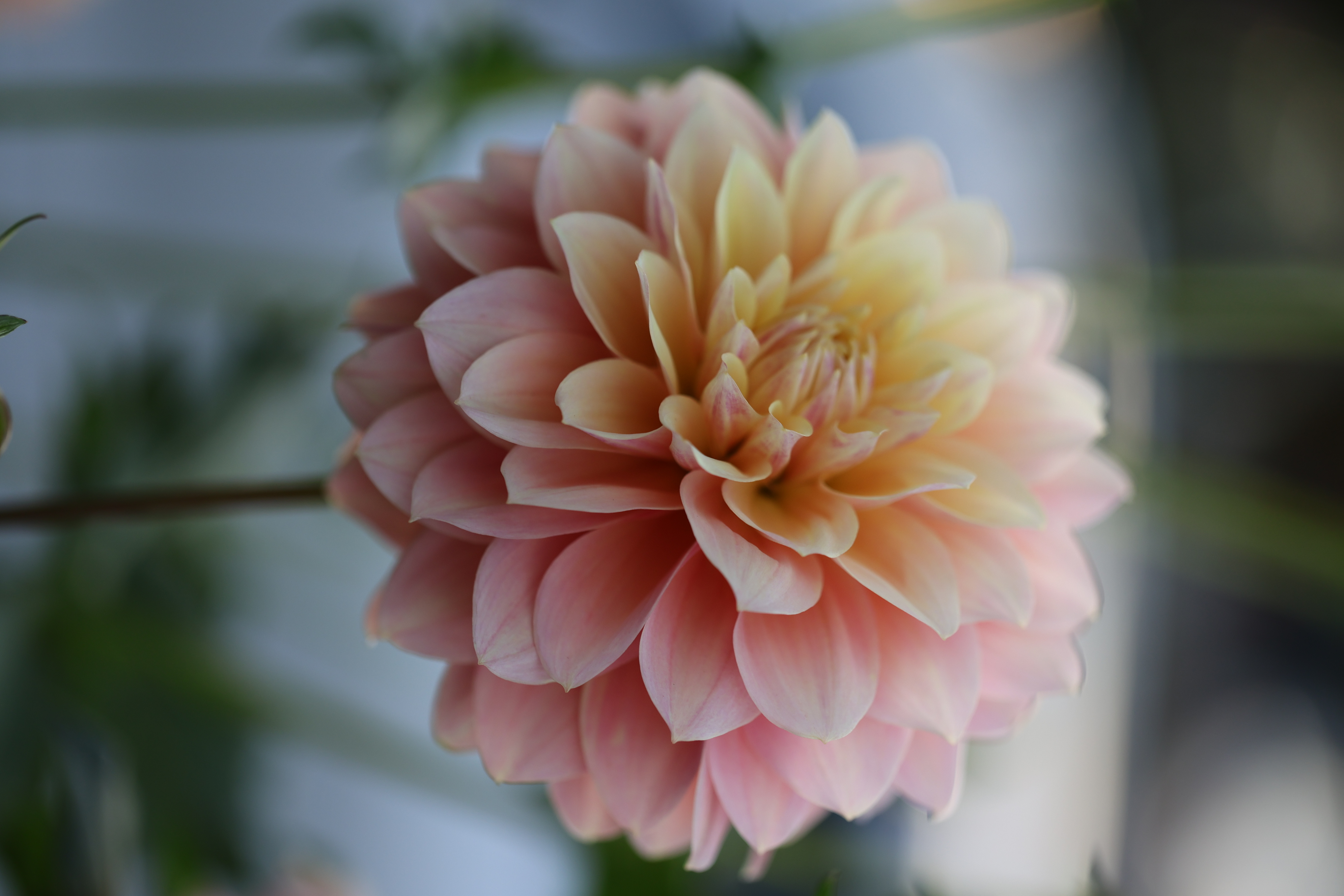 Lee's Sugaree dahlia
