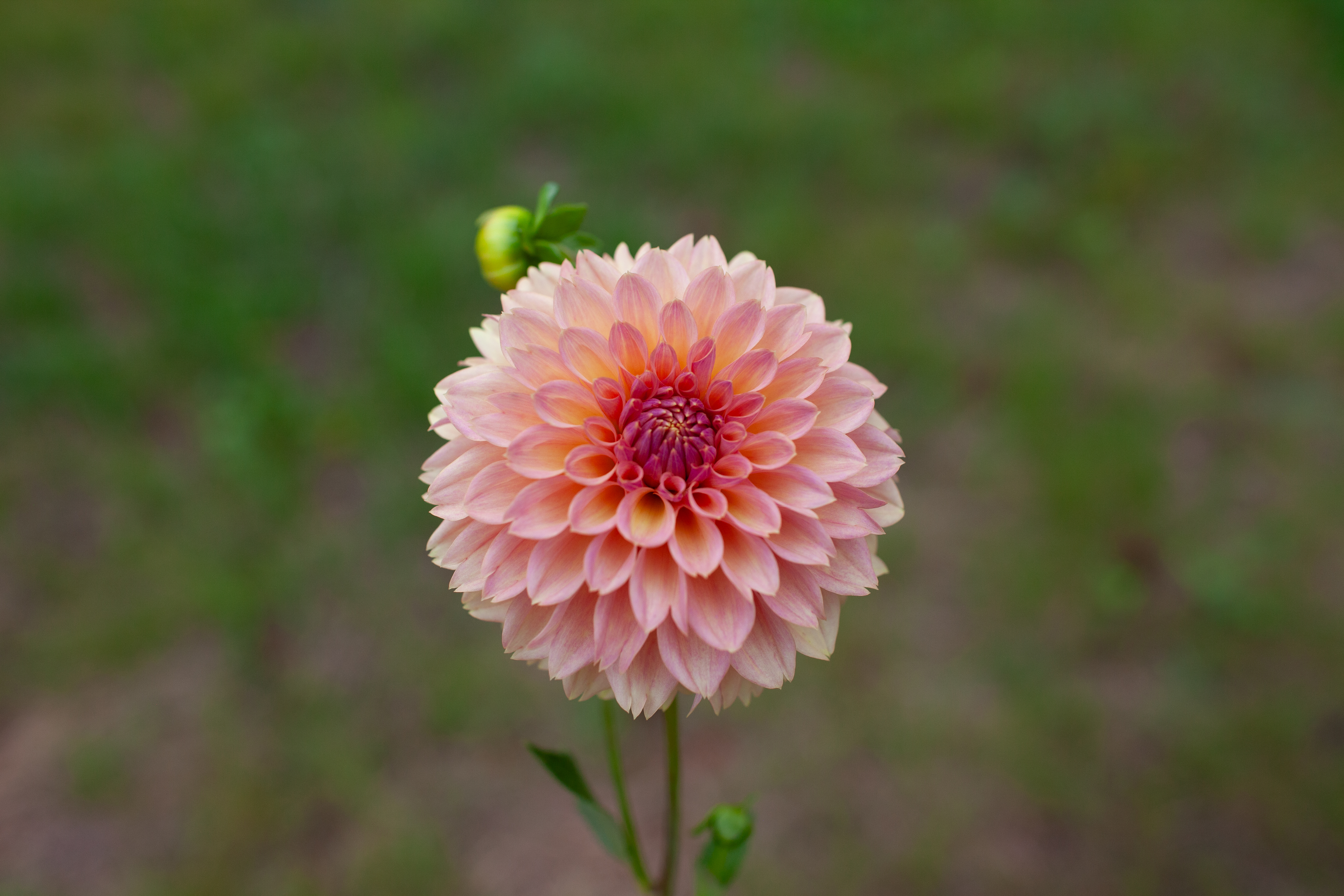 Lee's Suntan dahlia