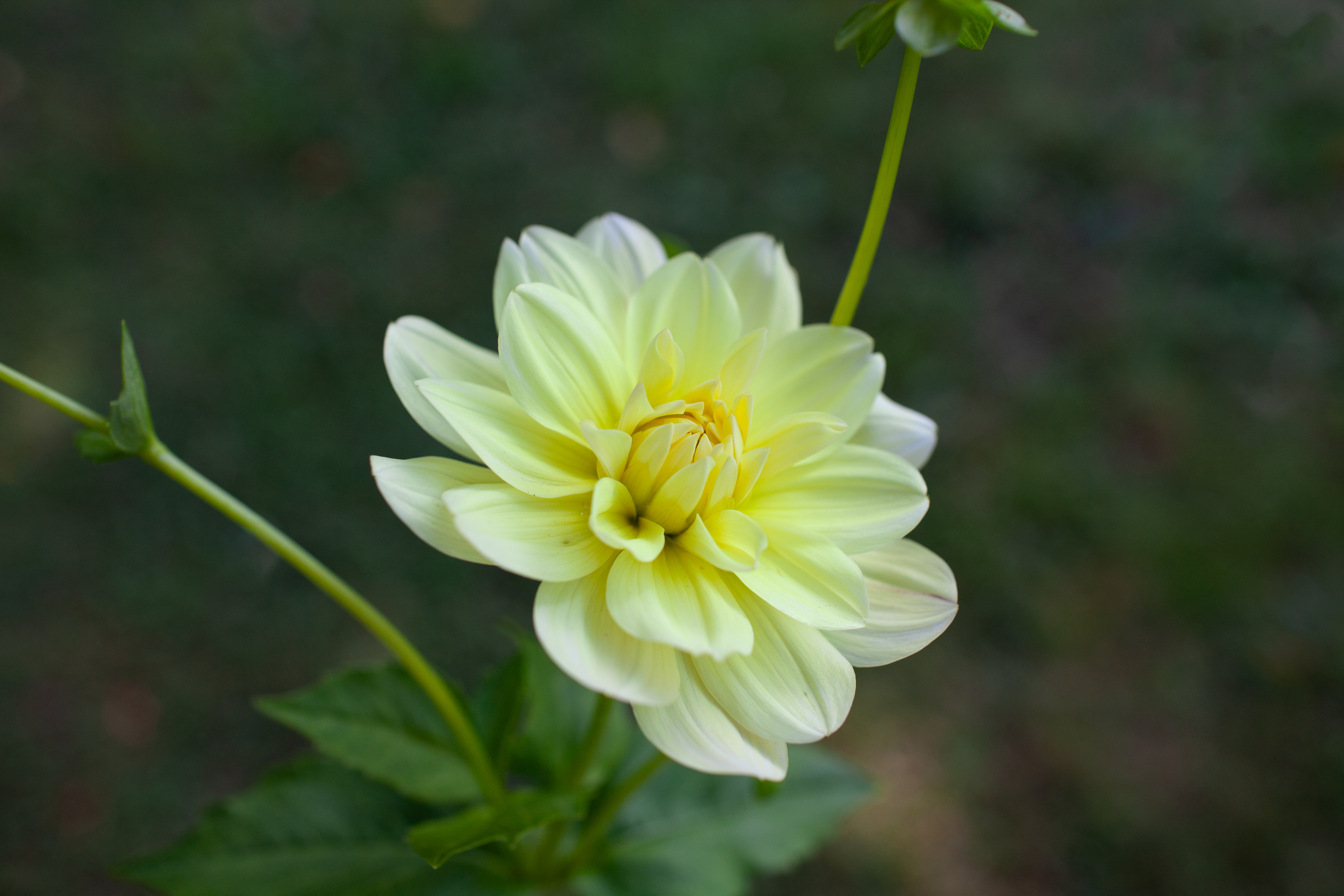 Lemonade dahlia