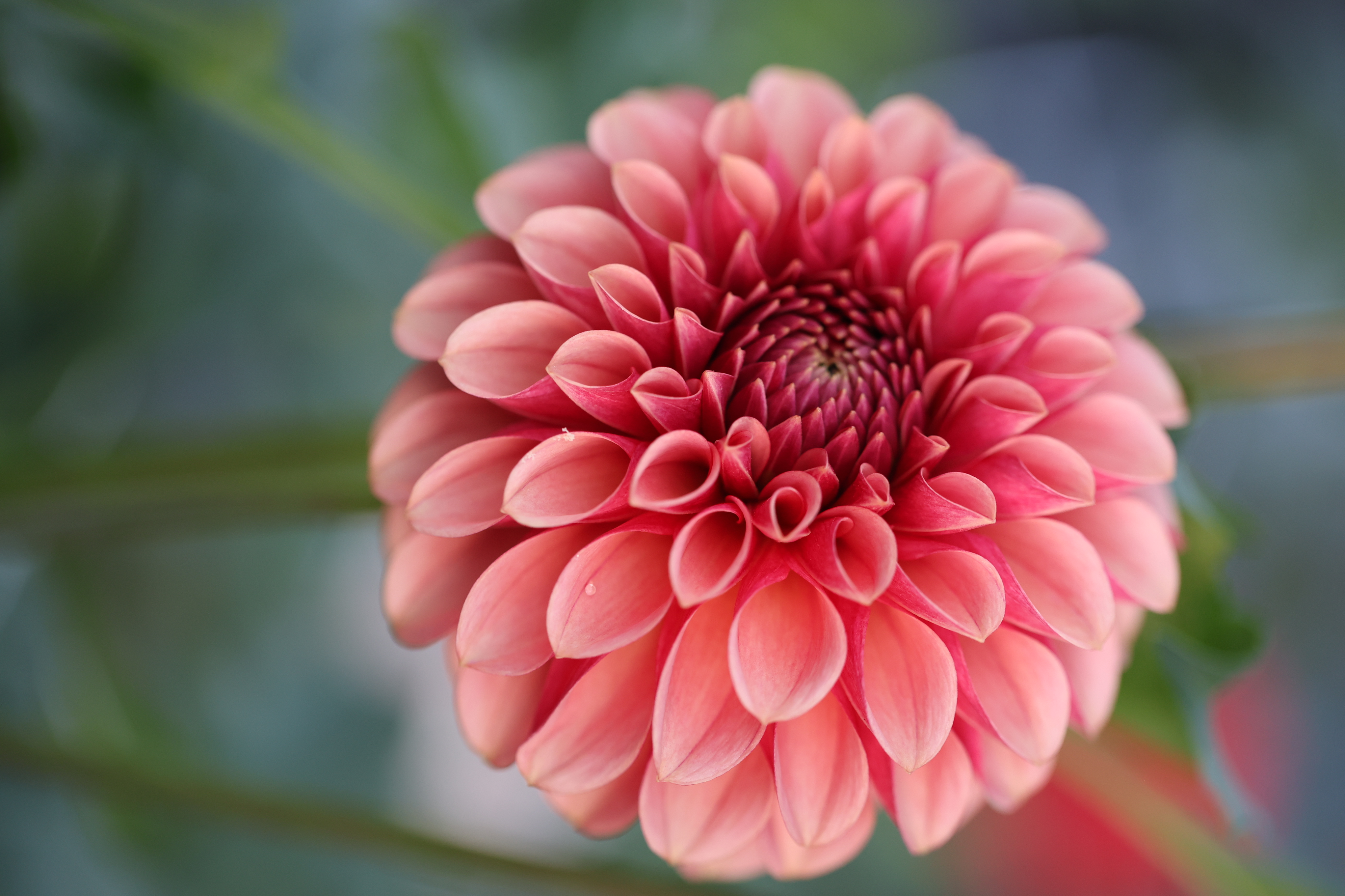 Levi's Blood Moon dahlia