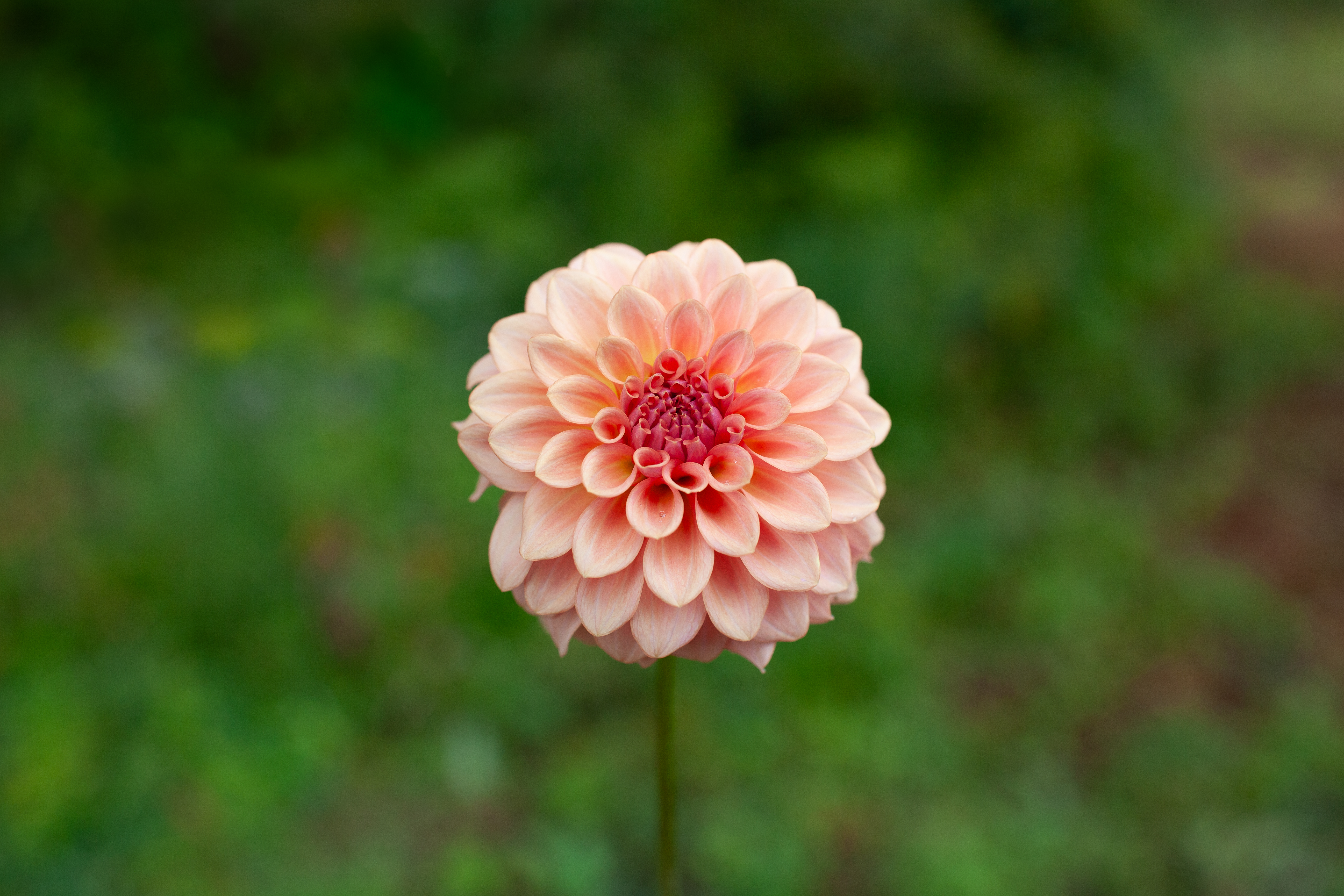 Levi's Blue Smoke dahlia