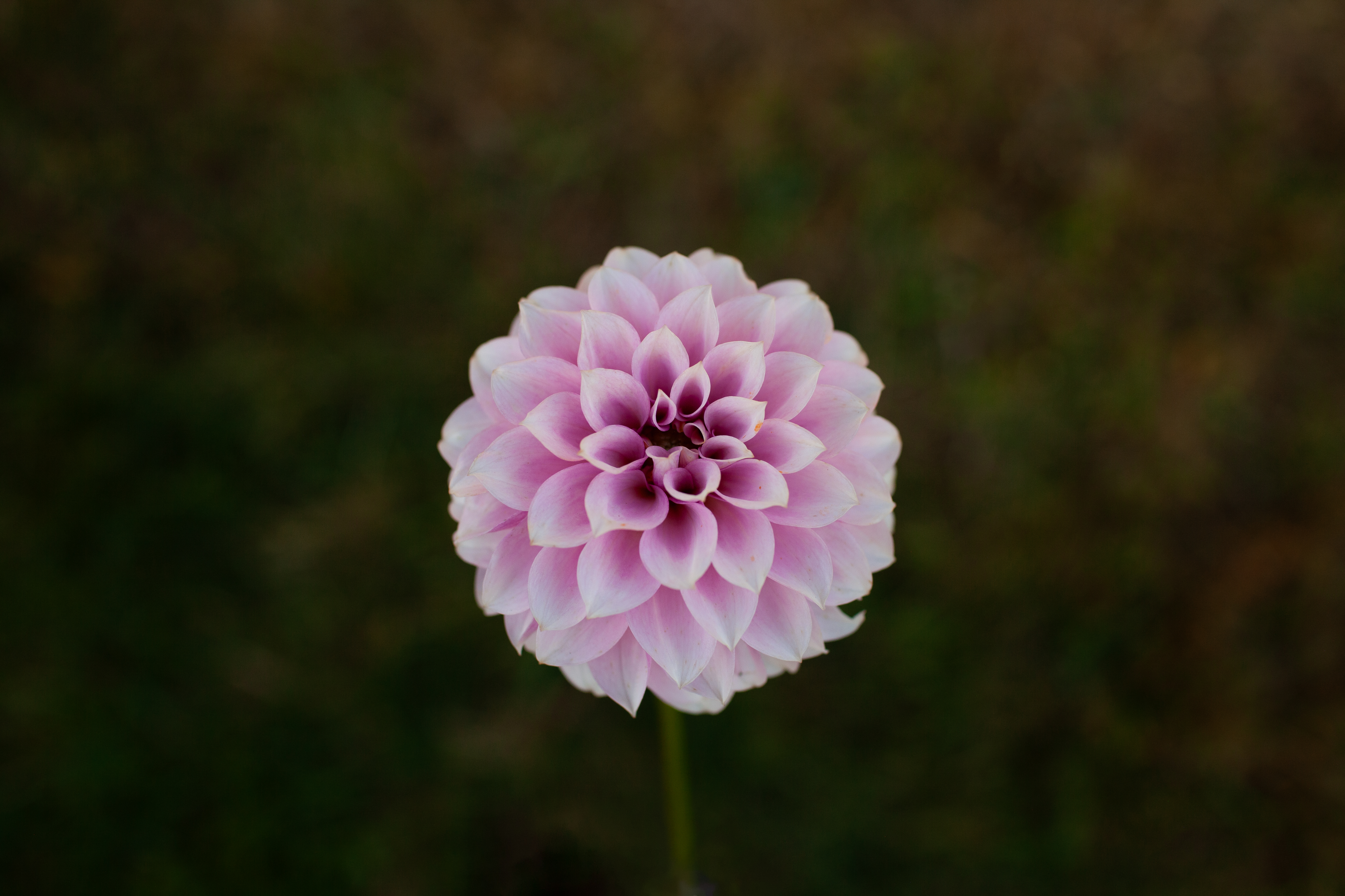 Levi's Confessor dahlia