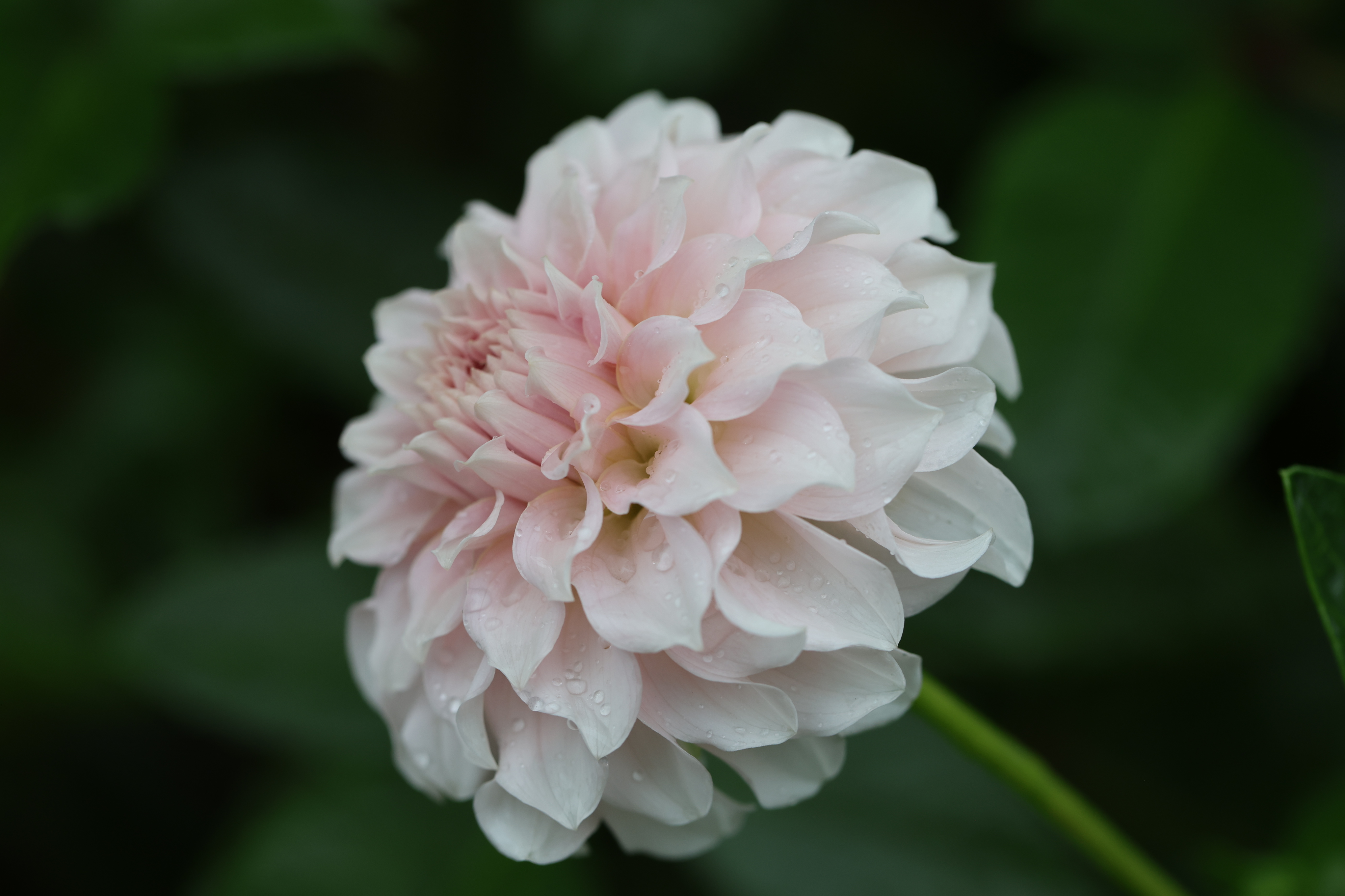 Levi's Opal Twist dahlia