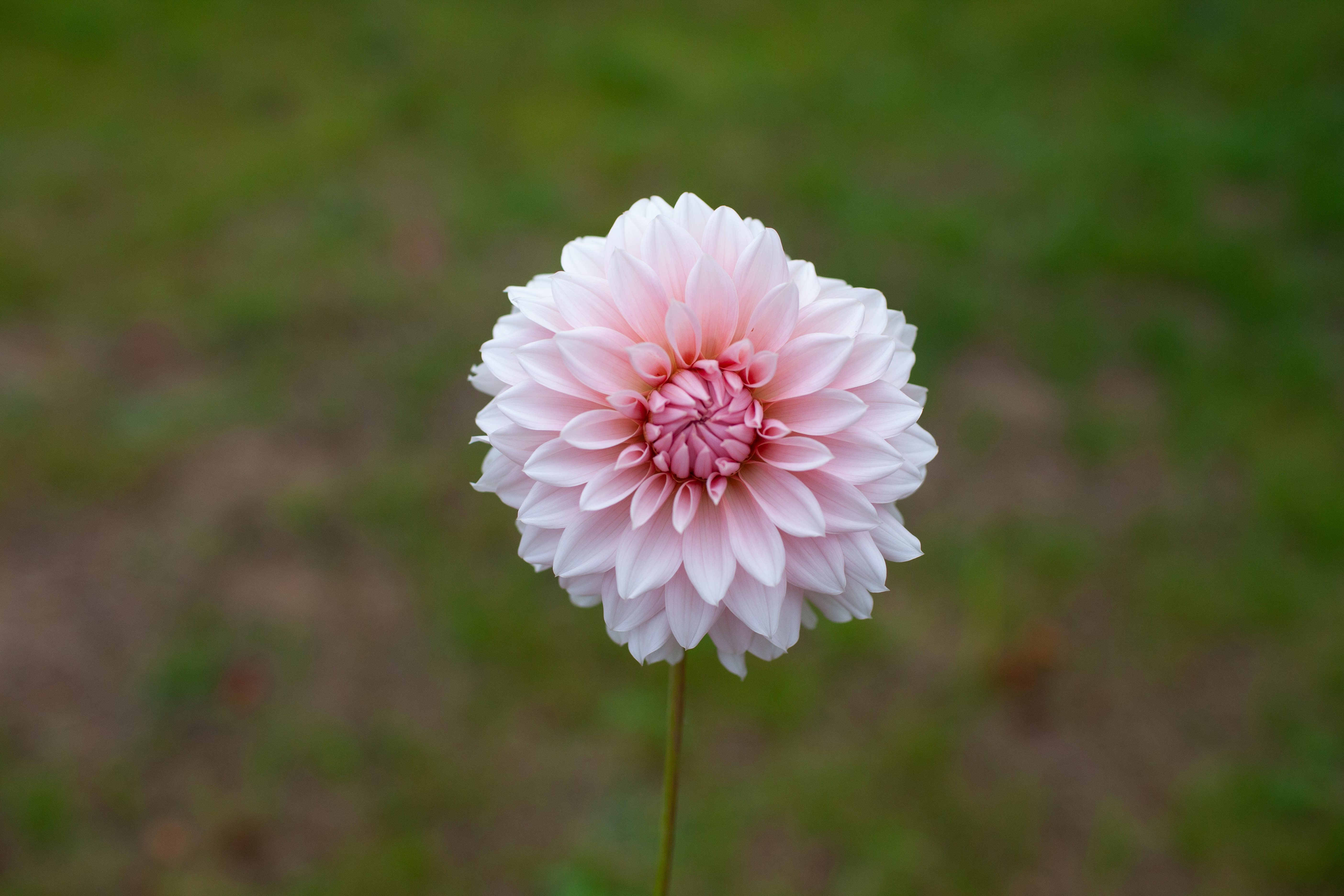 Lee's Two Step dahlia