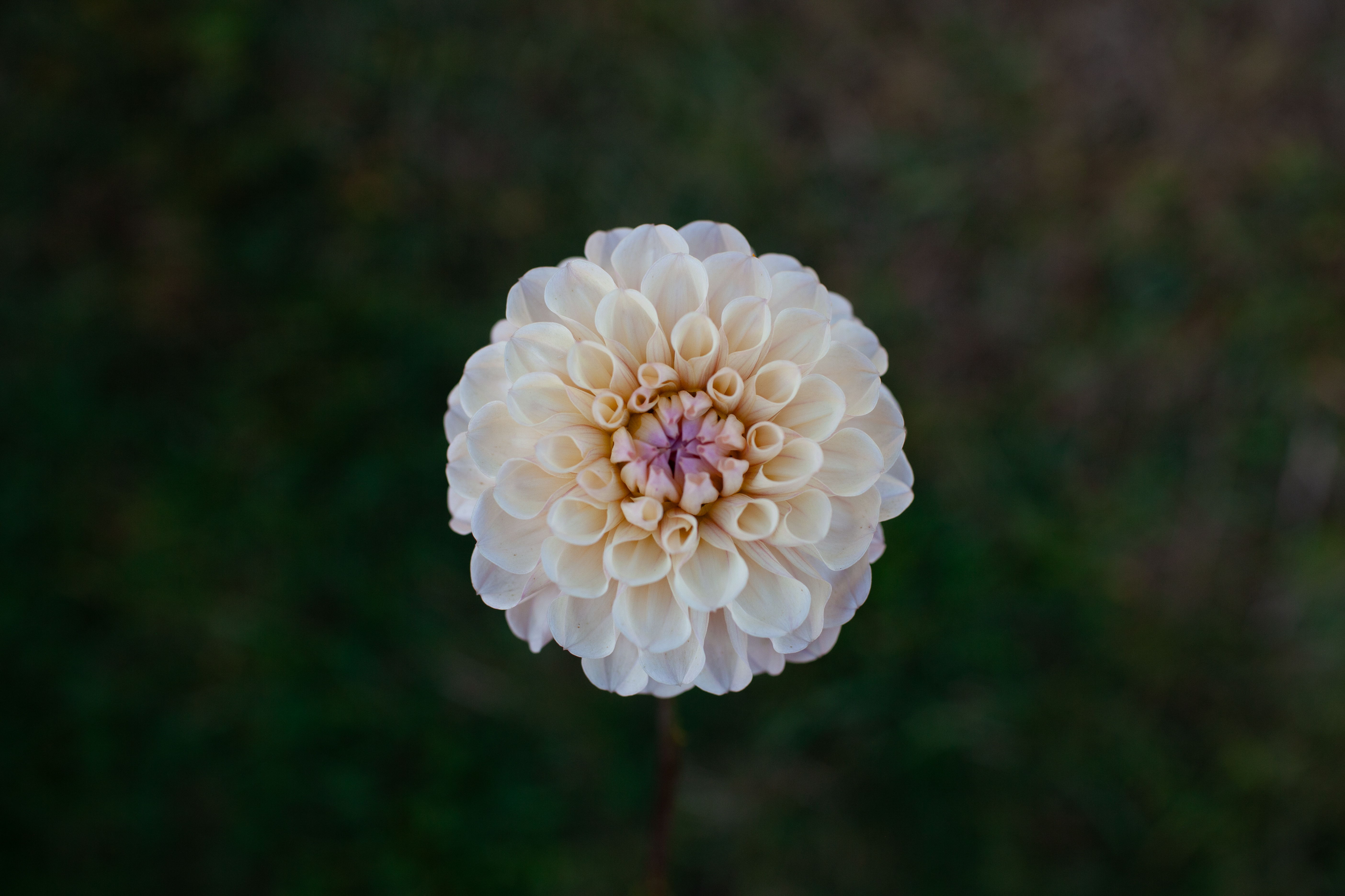 Levi's Revenant dahlia