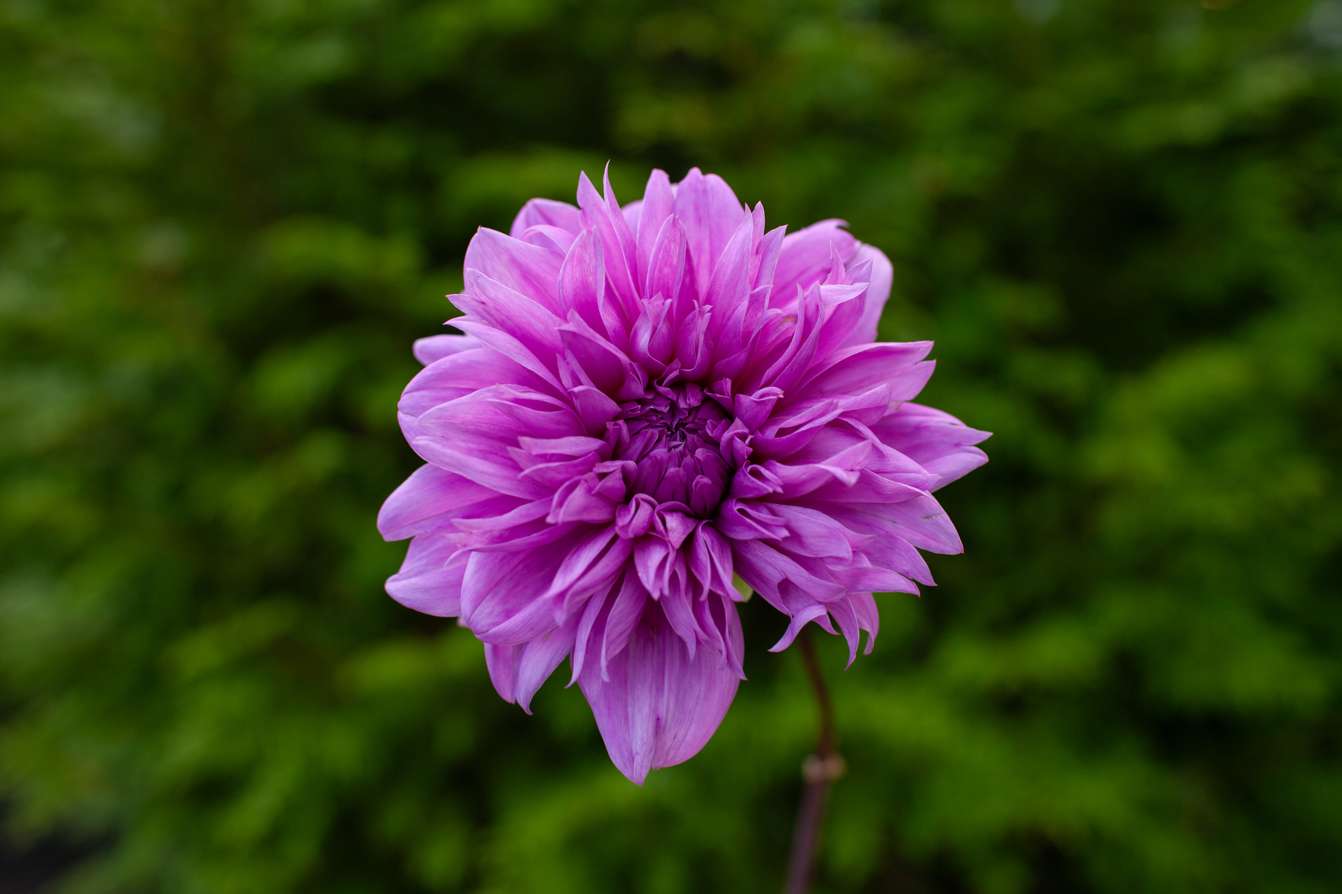 Lilac Time dahlia