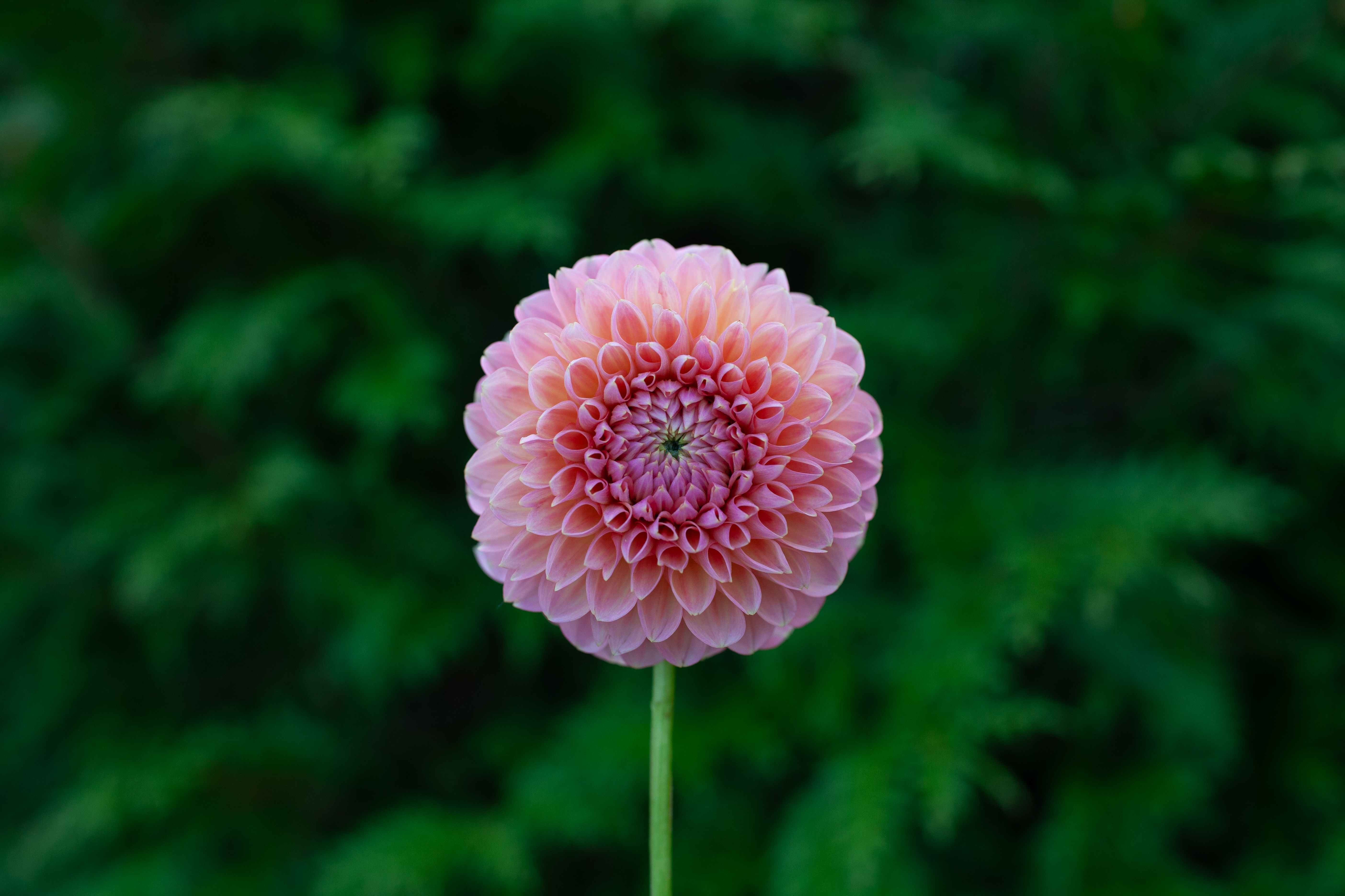 Linda's Baby dahlia