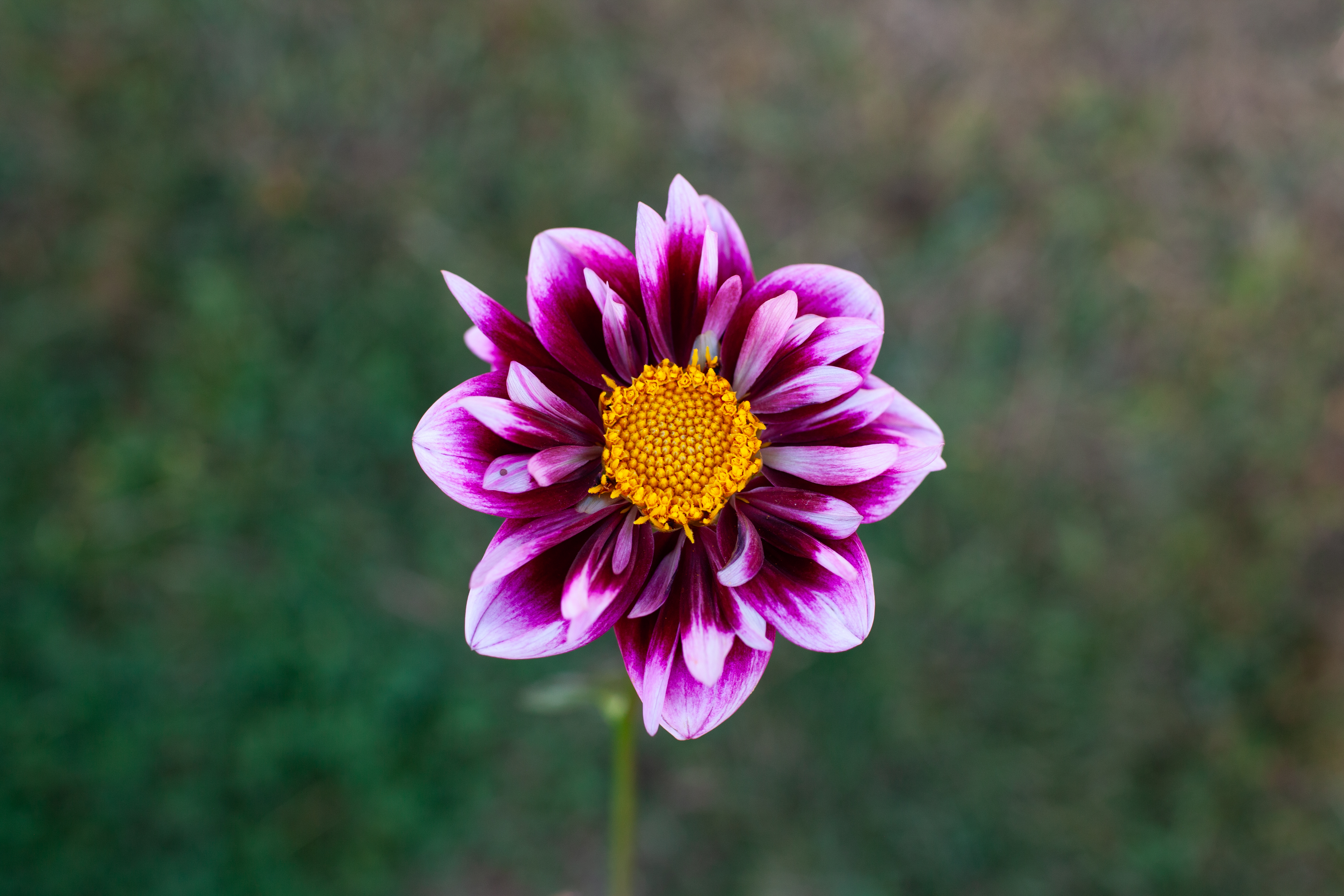 Liquid Desire dahlia