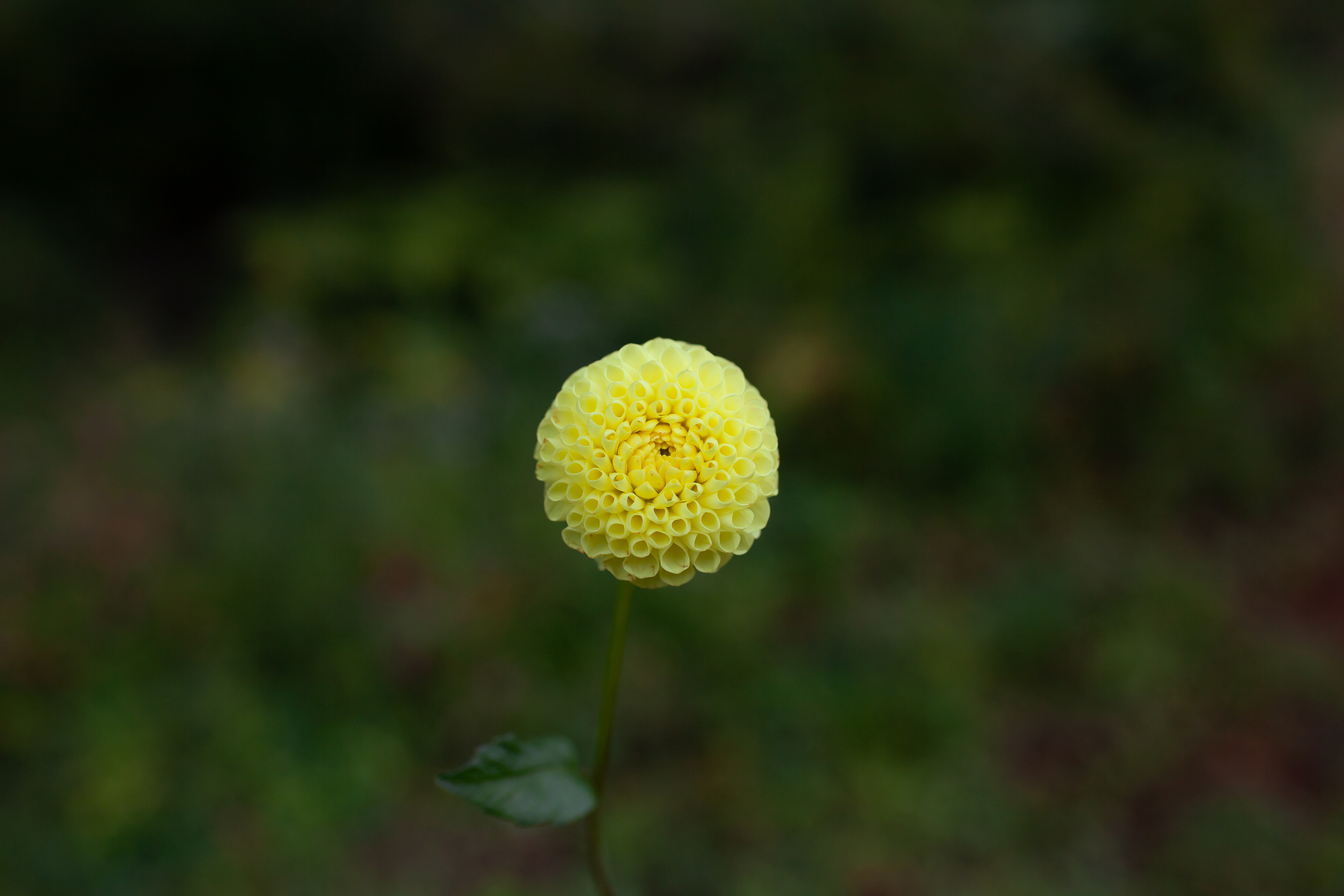 Little Scottie dahlia