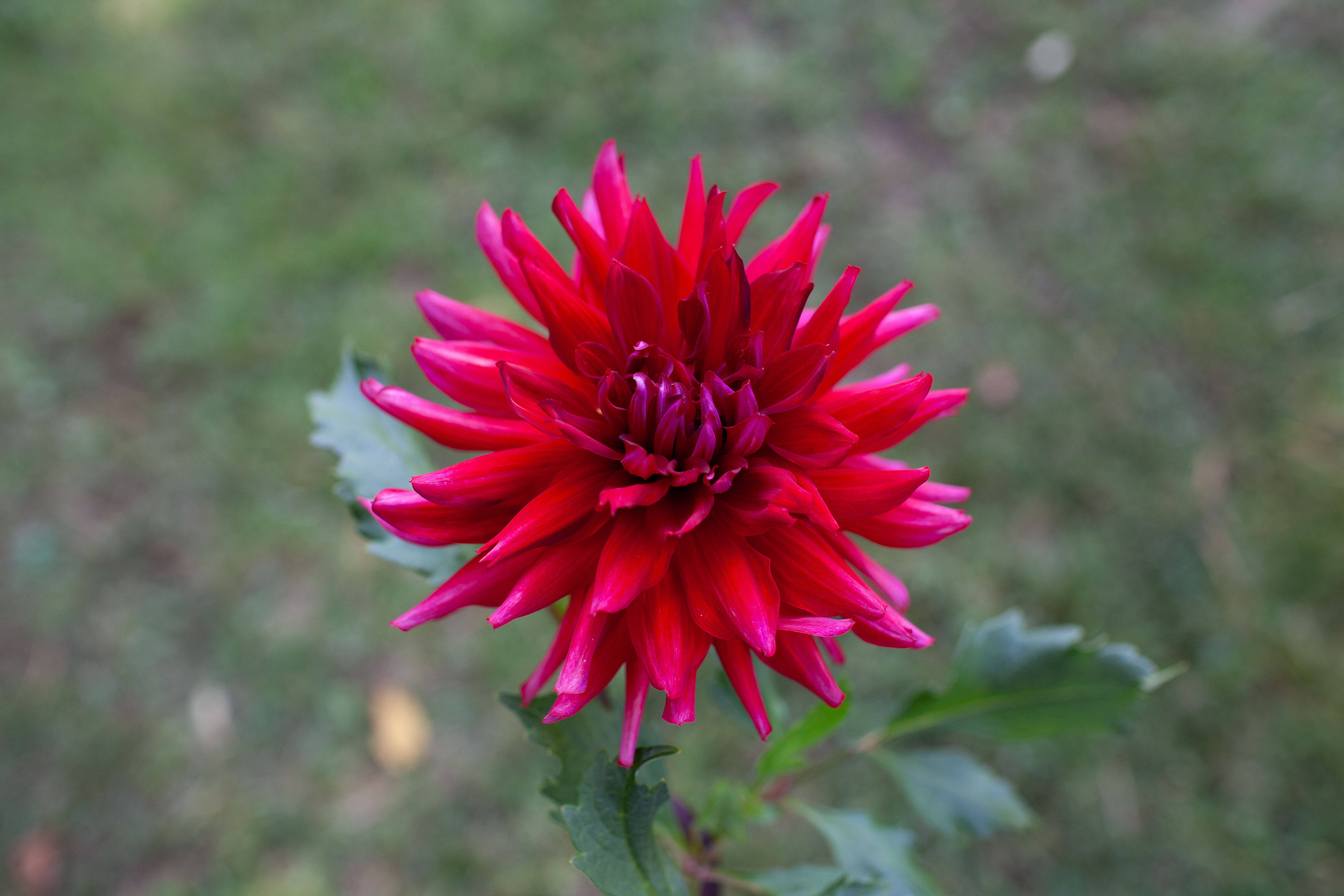 Loverboy dahlia
