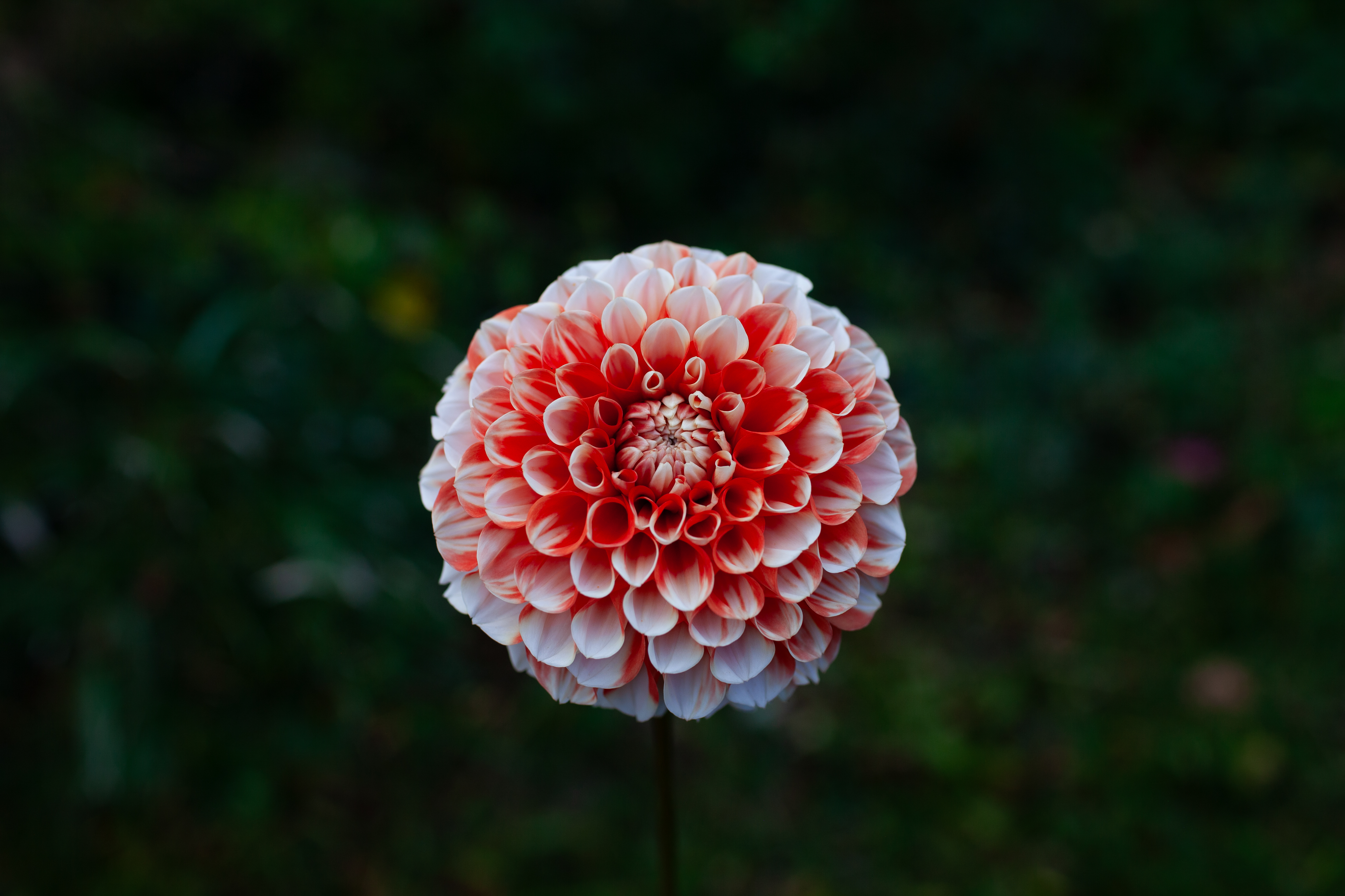 Luan dahlia