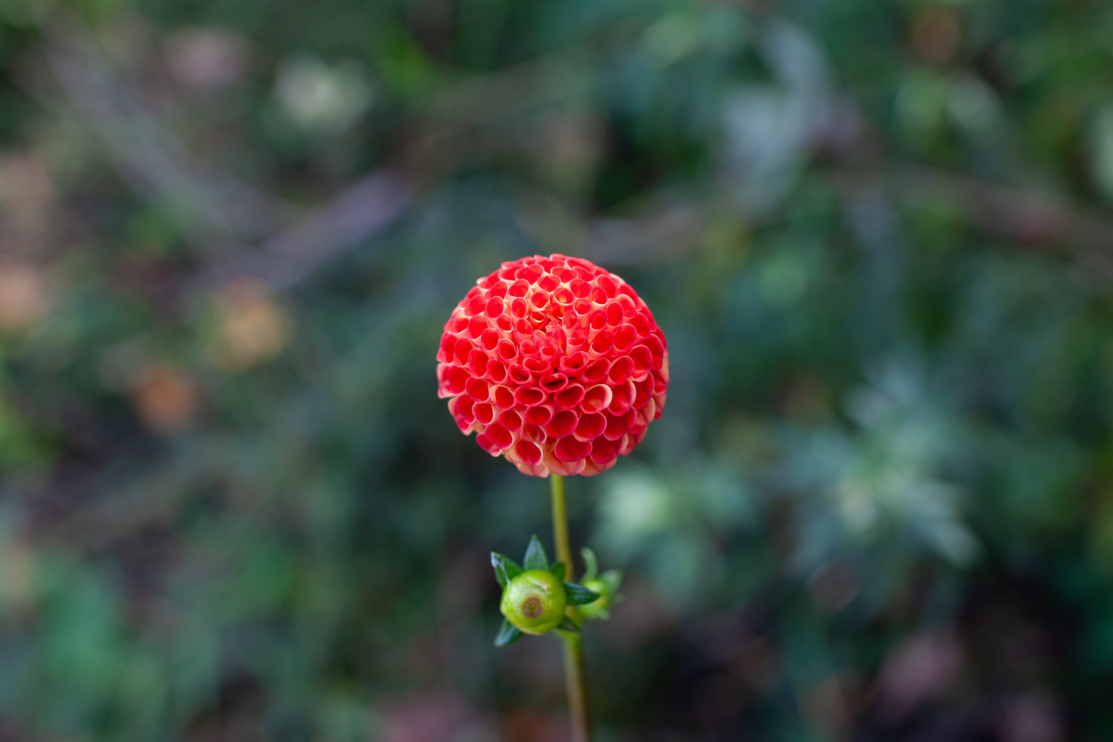 Lupin Britain dahlia