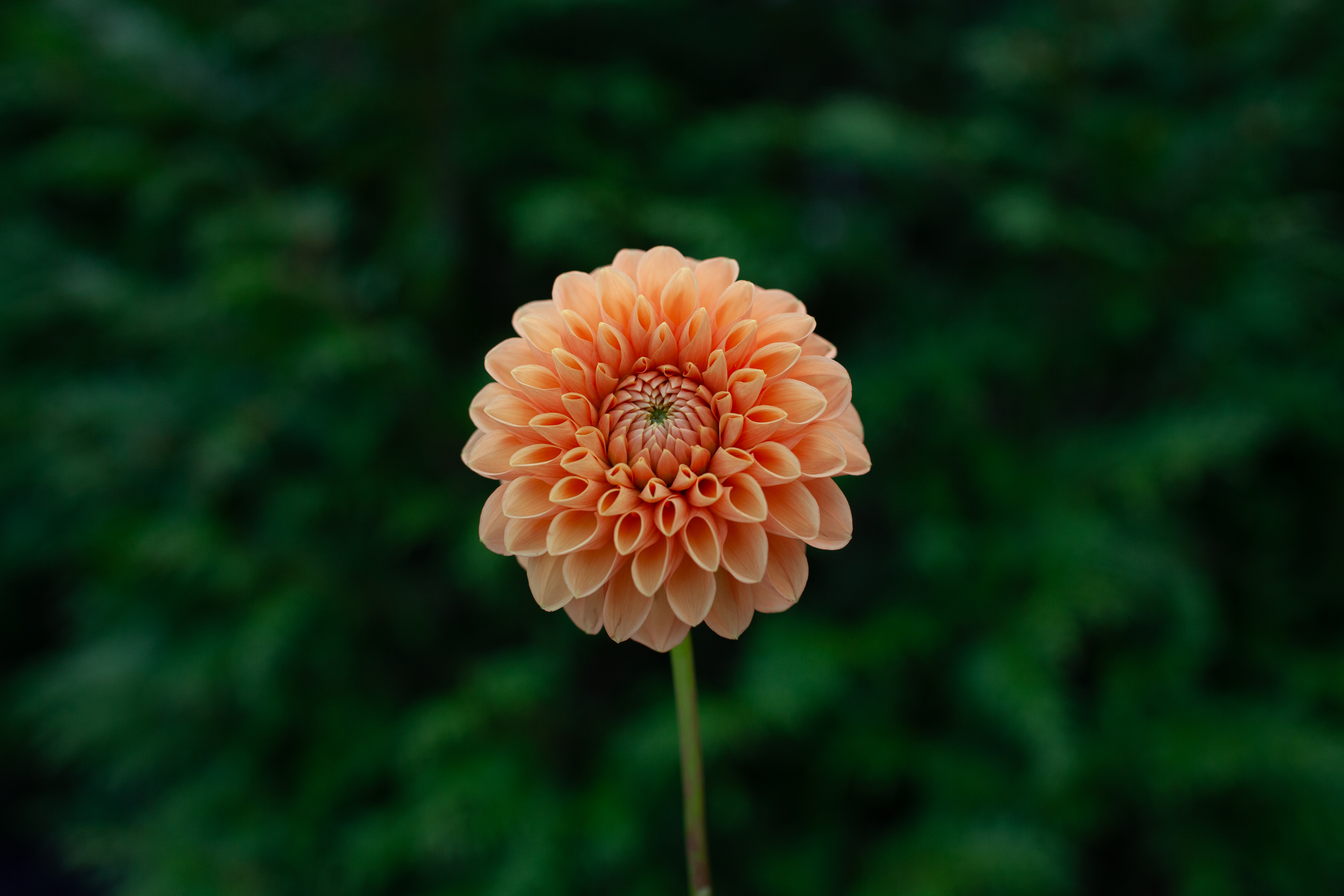 Maarn dahlia