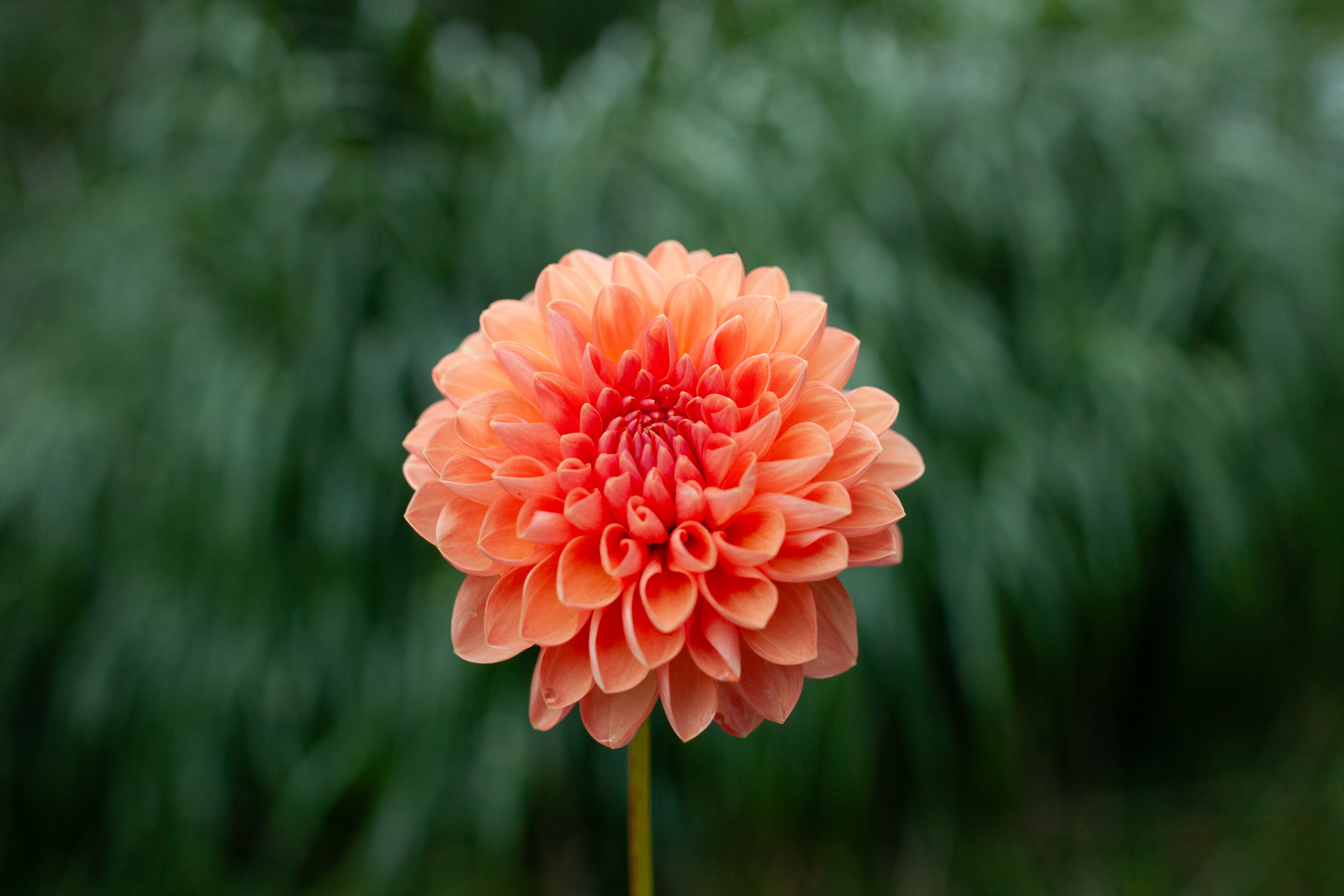 Lyn's Brooke dahlia