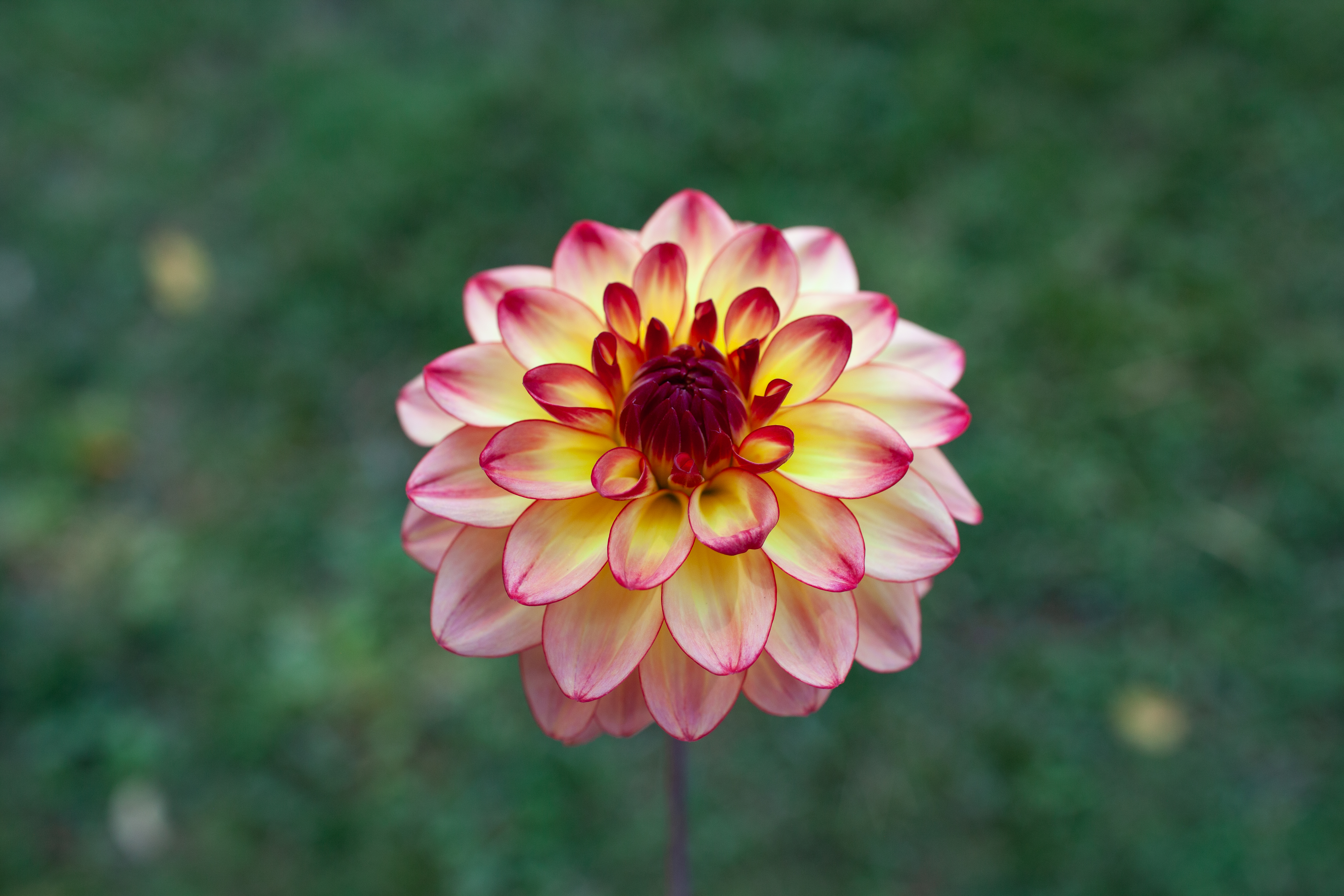 Mai Tai dahlia