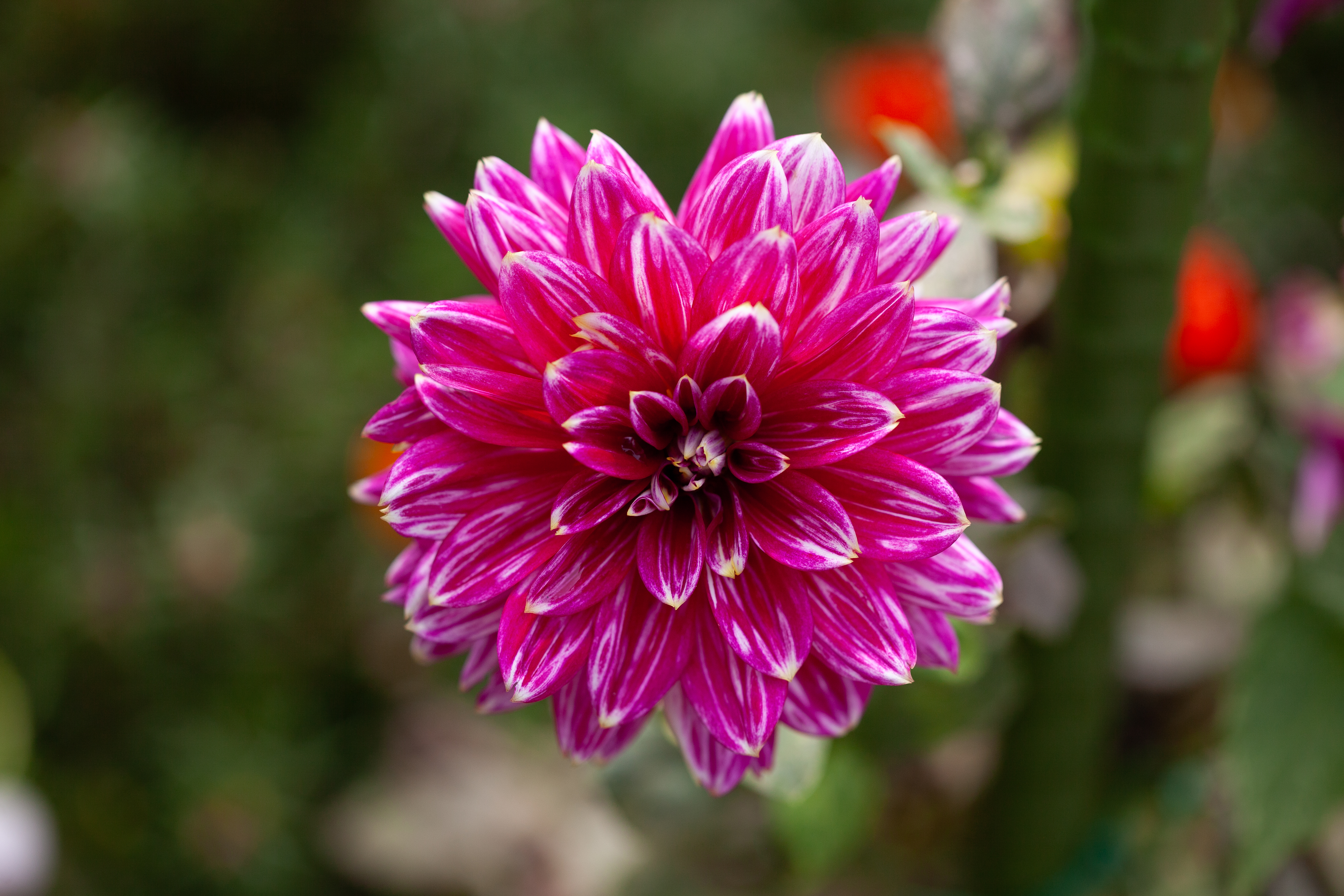 Maldini dahlia