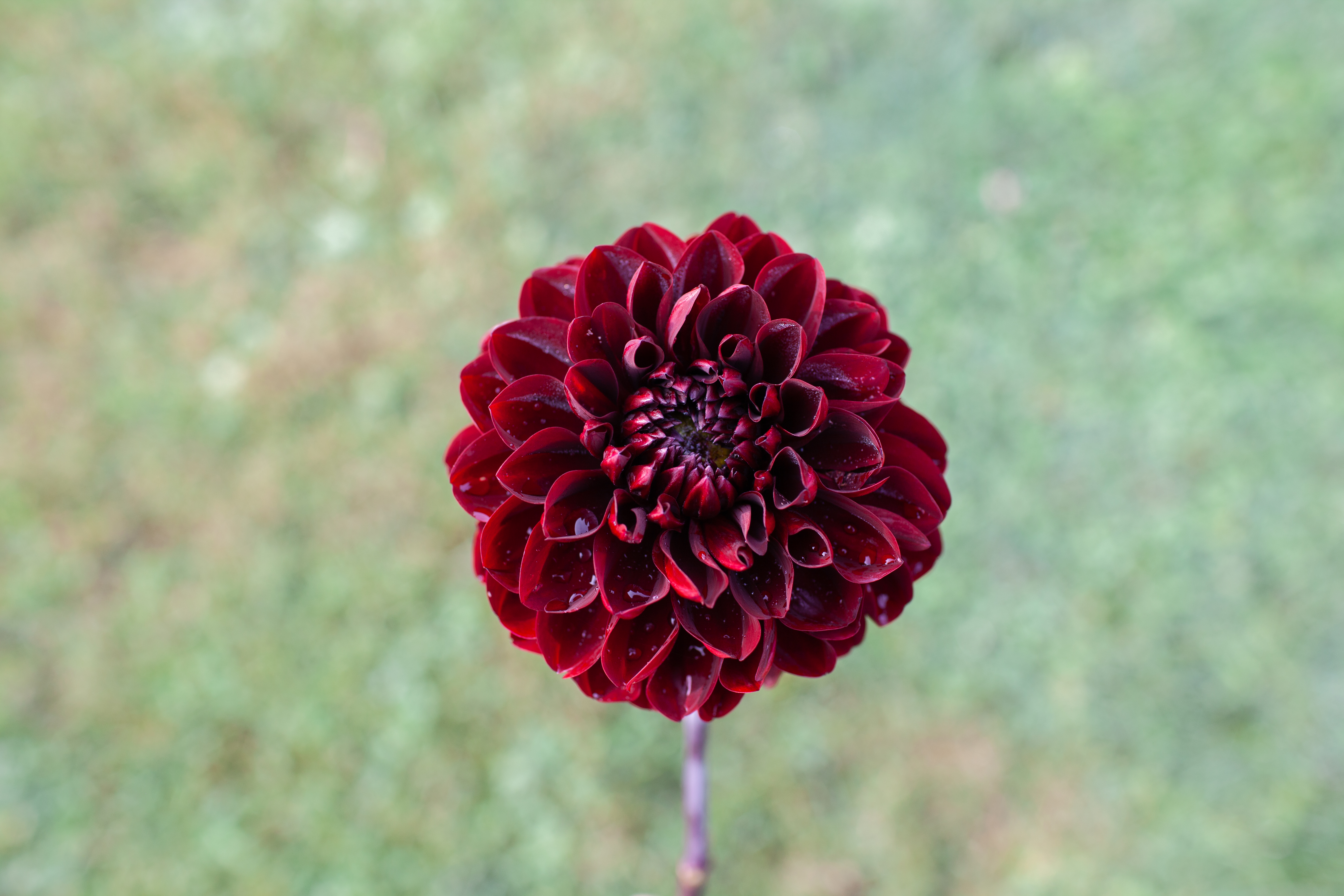 Manoa dahlia