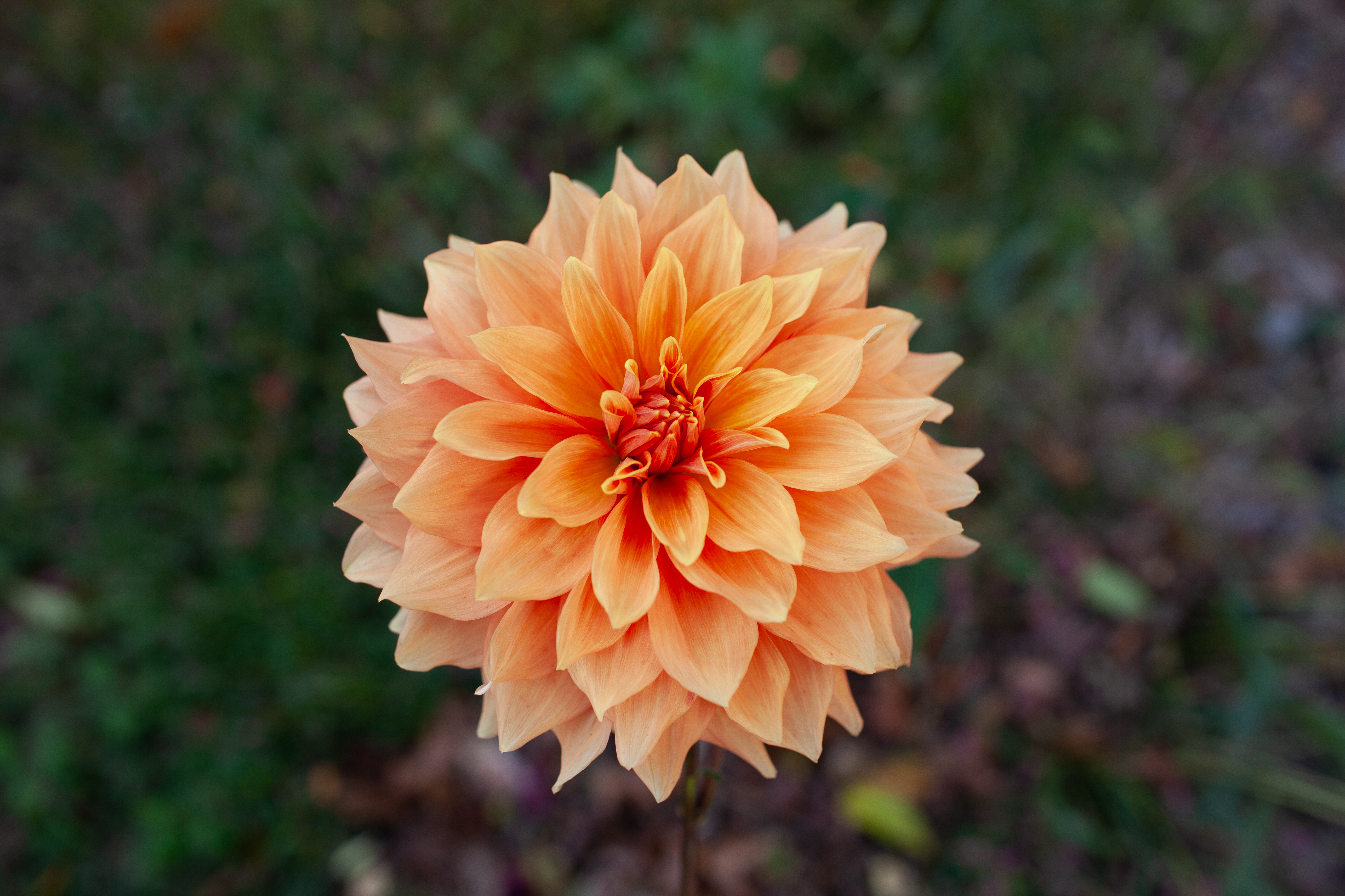 Mango Madness dahlia