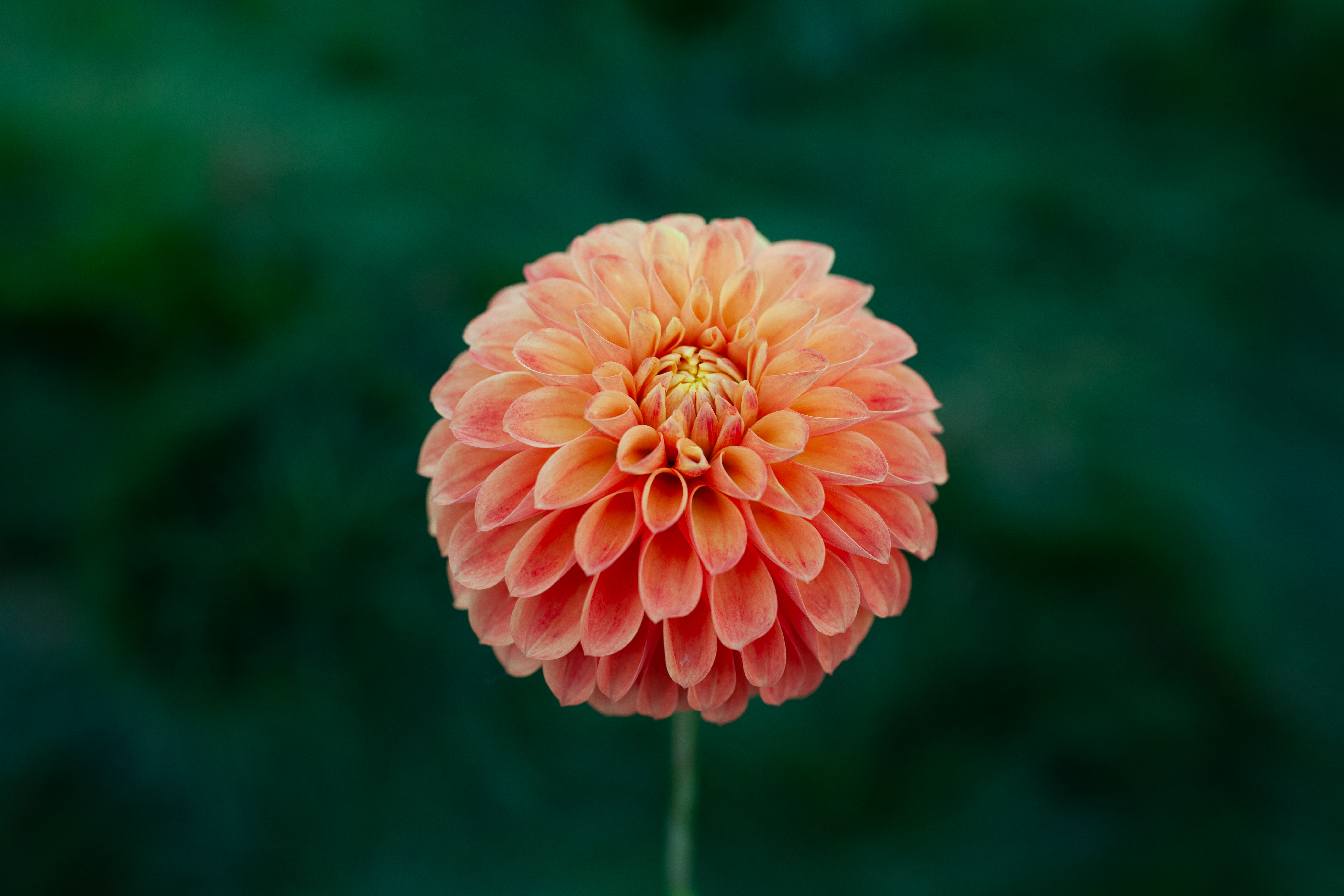 Margie Day dahlia