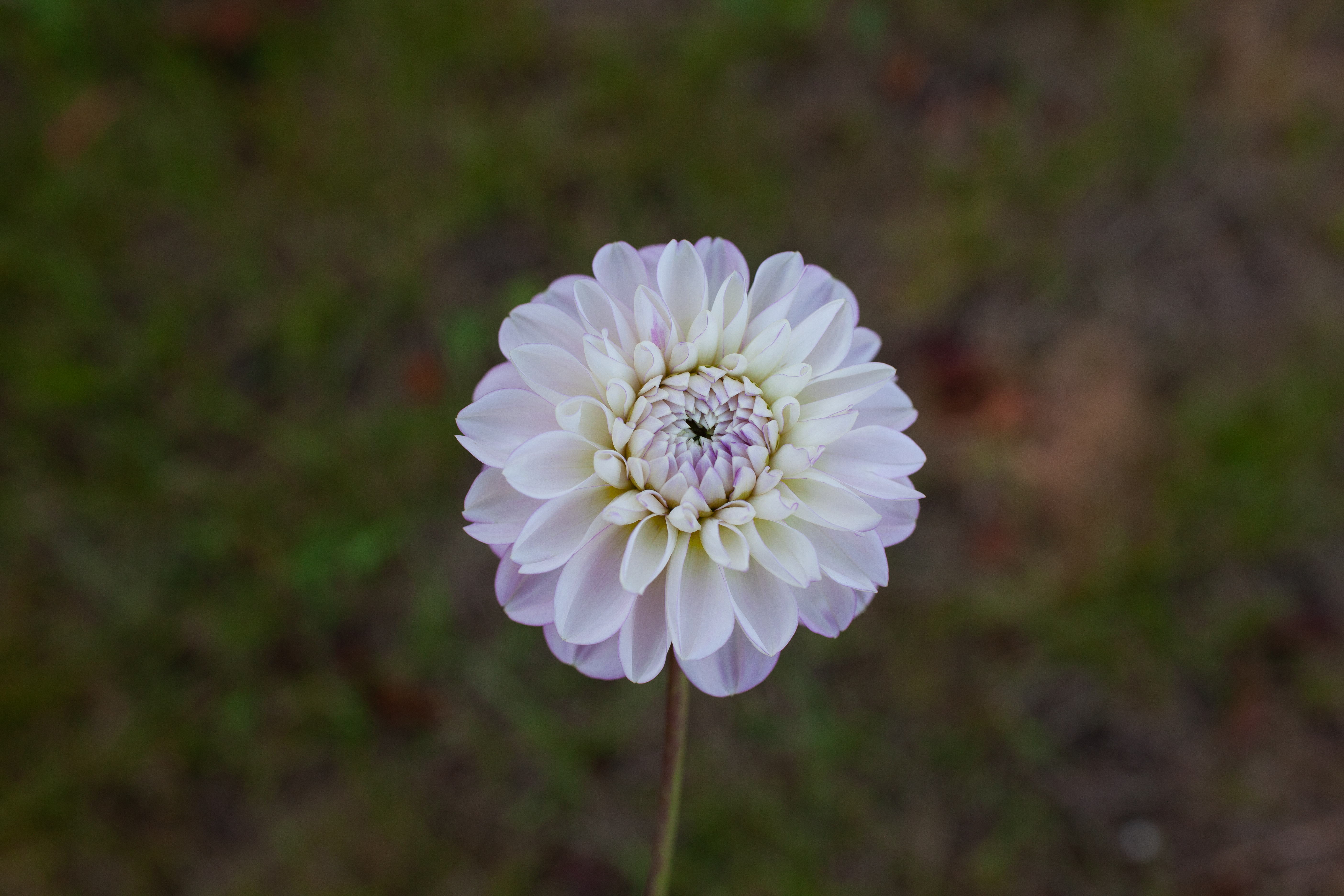 Marionberry Milkshake dahlia