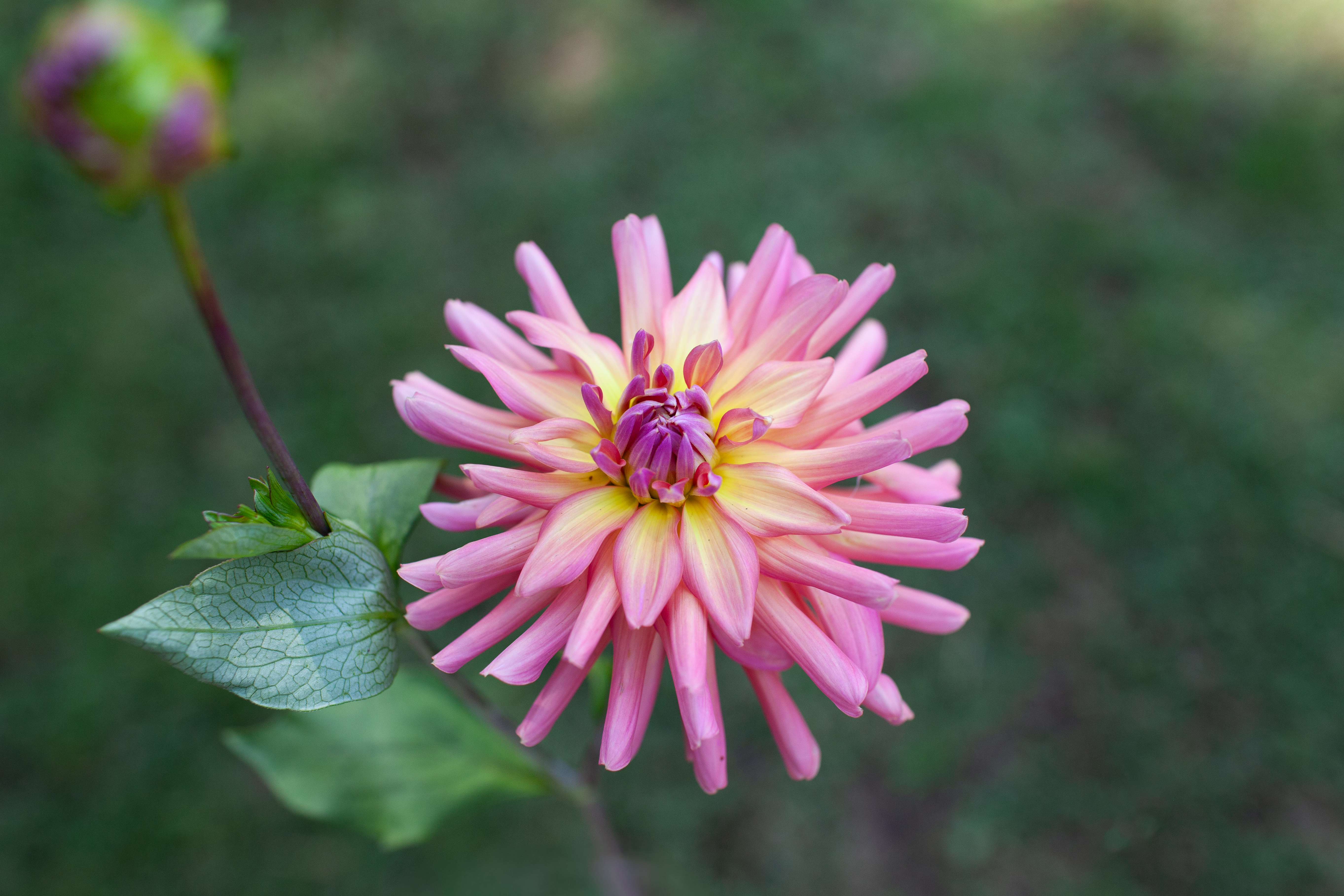 Maui dahlia