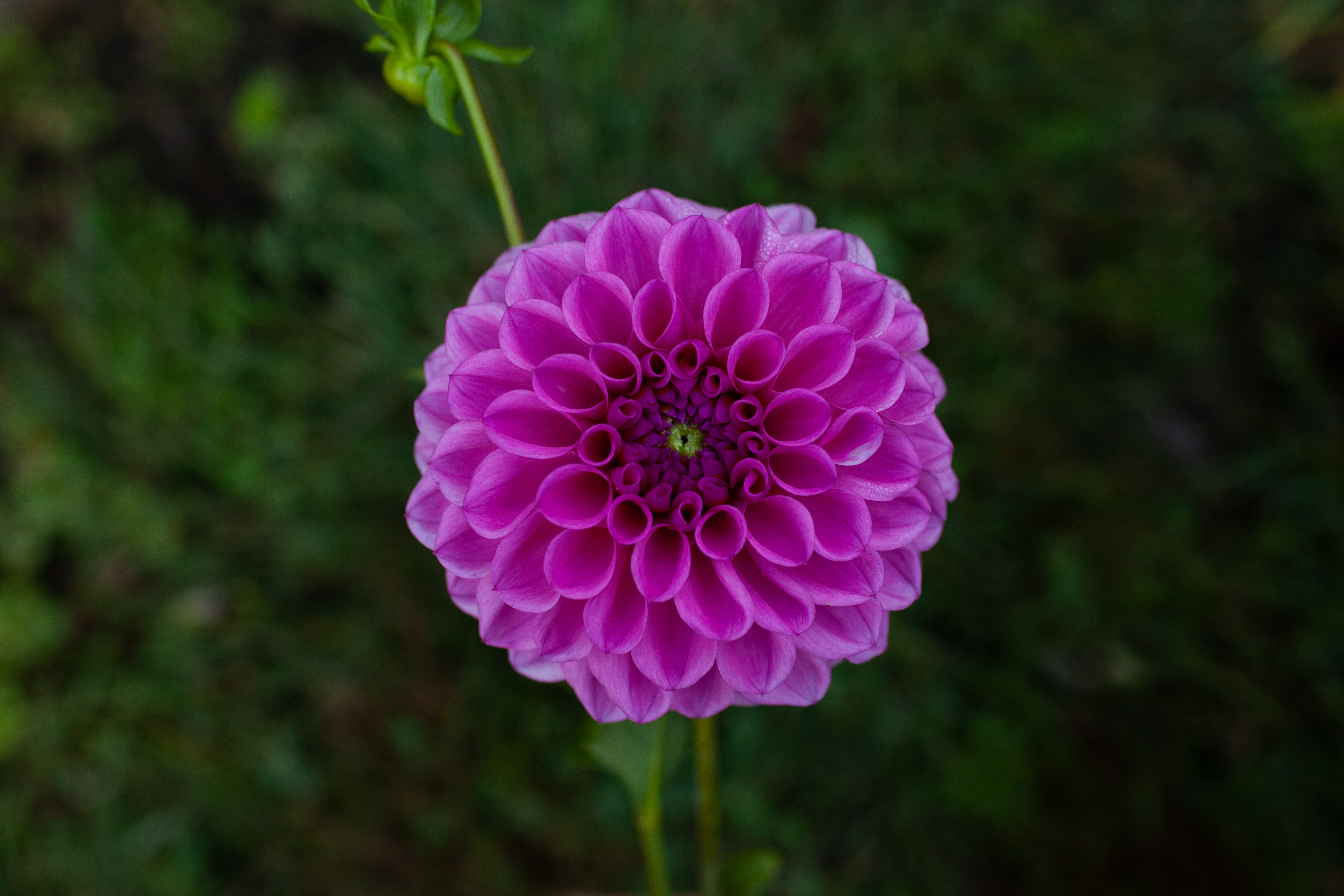 Mary's Jomanda dahlia
