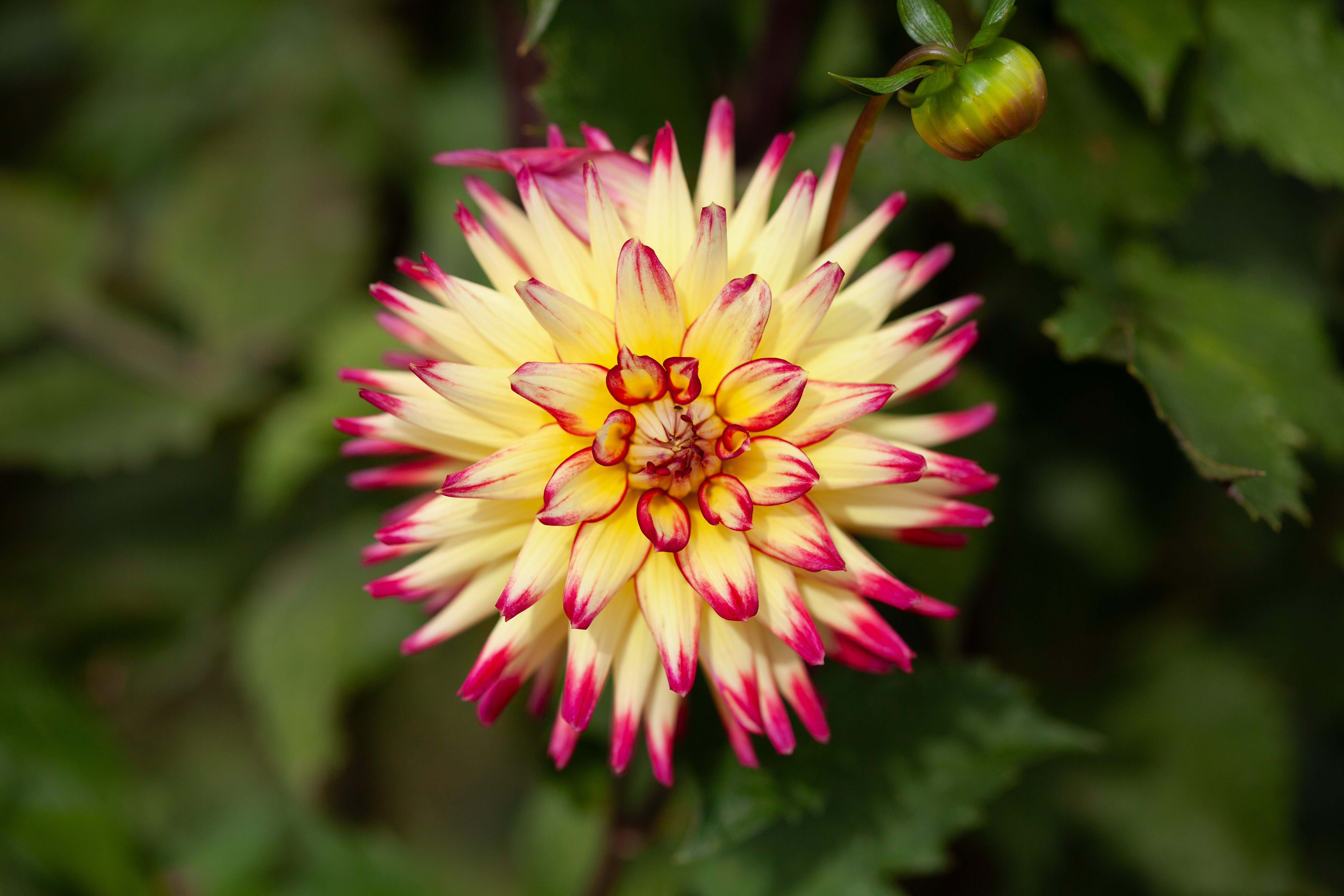 Mayan Warrior dahlia