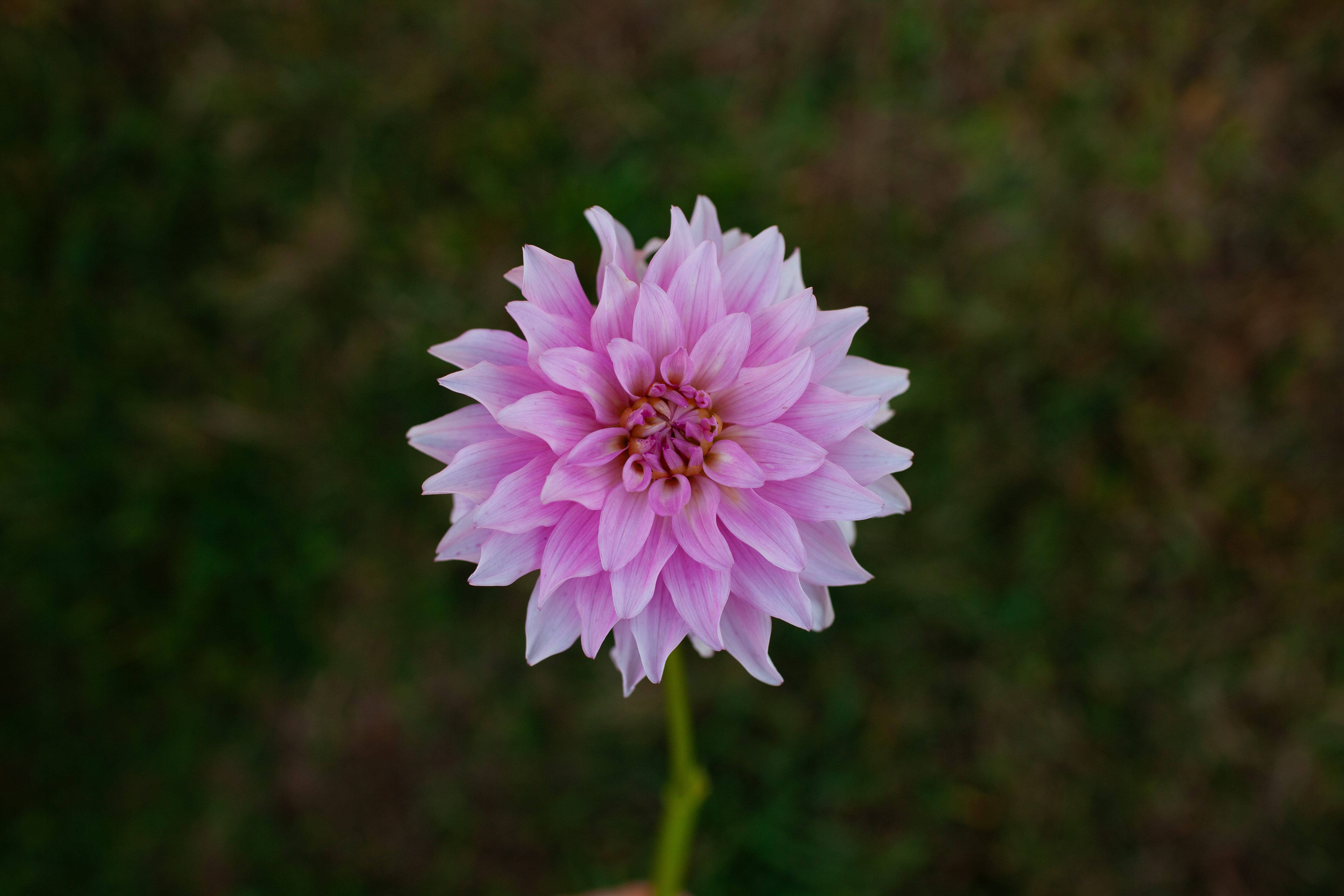 Mayan Pearl dahlia