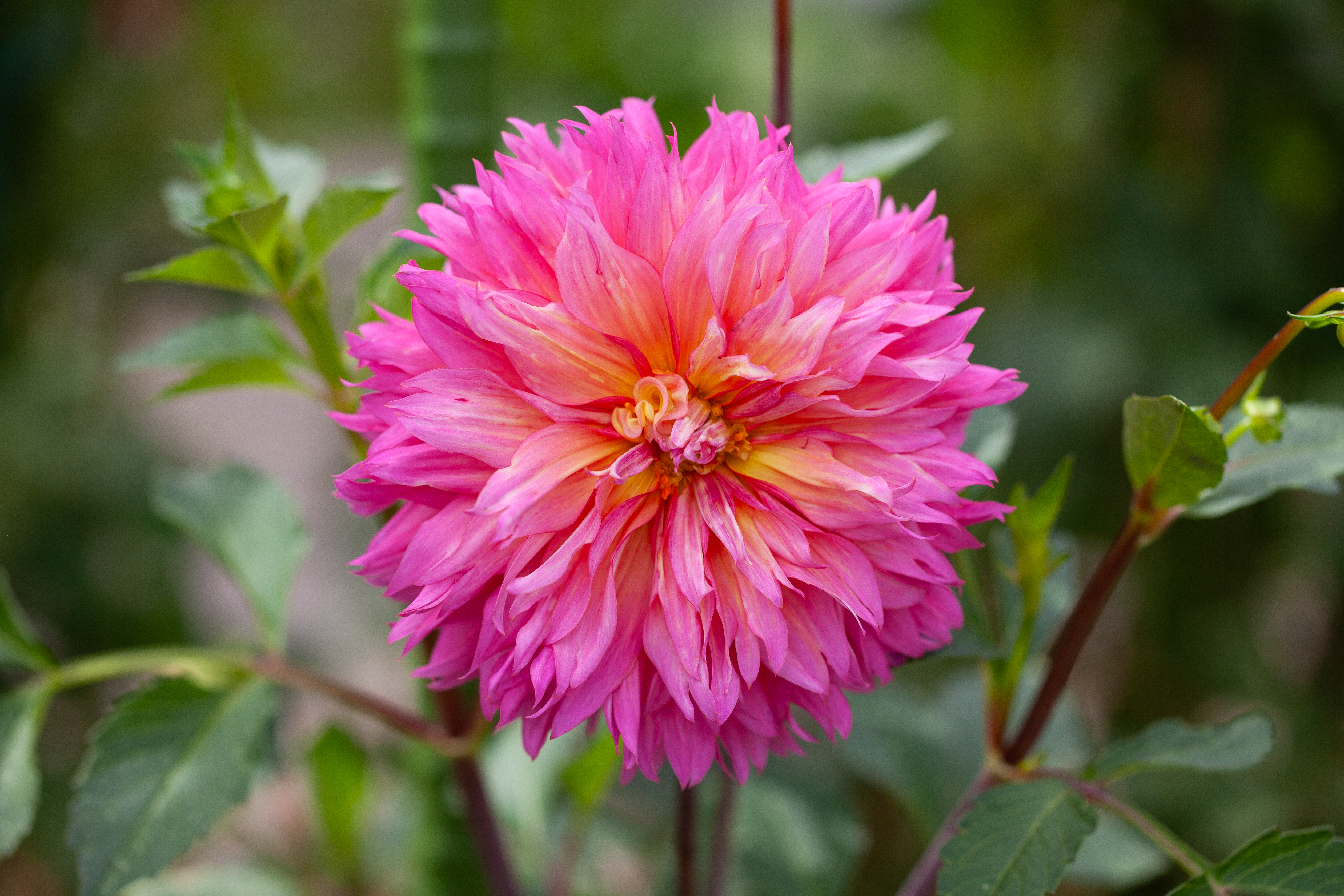 MD's Barbie dahlia